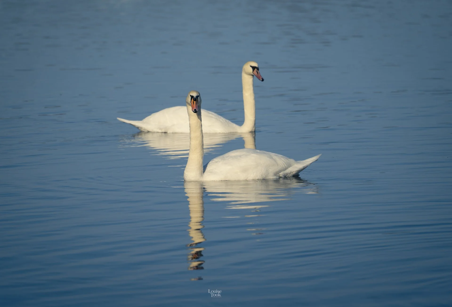 LouiseTook_webportfolio-115.jpg