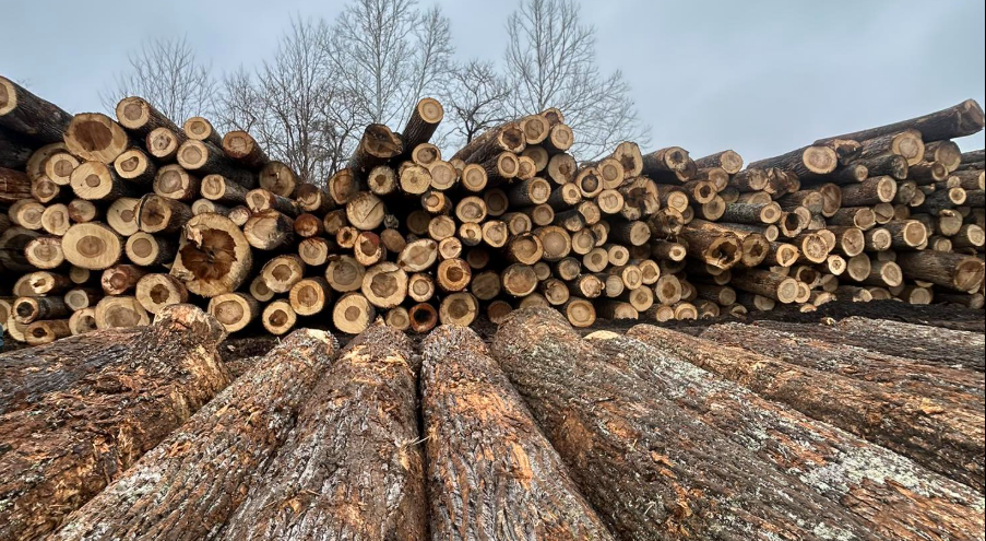 Stack of cut logs of wood outdoors with bare trees and overcast sky in the background.