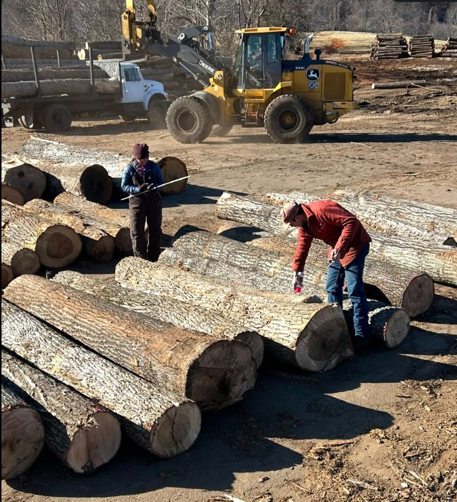 Two people are working with large fallen logs on a construction site. One person is standing with a measuring tape, the other is bending down, possibly inspecting or marking the logs. In the background, there is construction equipment, including a yellow John Deere backhoe loader, and a white pickup truck.