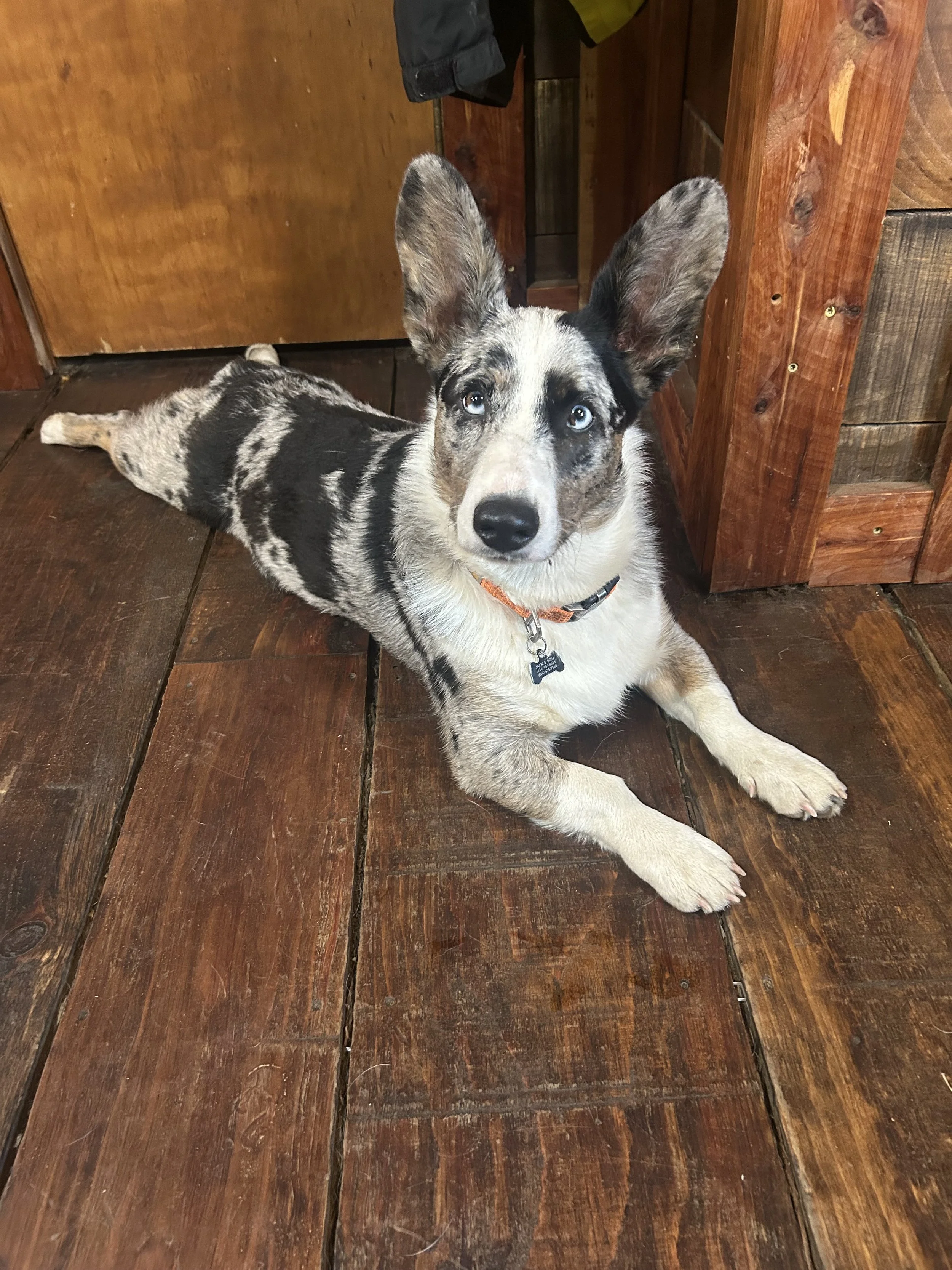 A dog with blue eyes and a merle coat pattern lying on a wooden floor in front of a wooden door and a wooden wall.