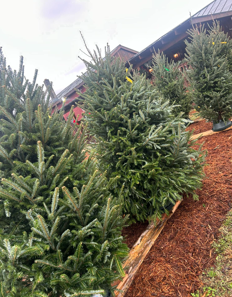 Several potted Christmas trees displayed outdoors on a mulch bed near a building.