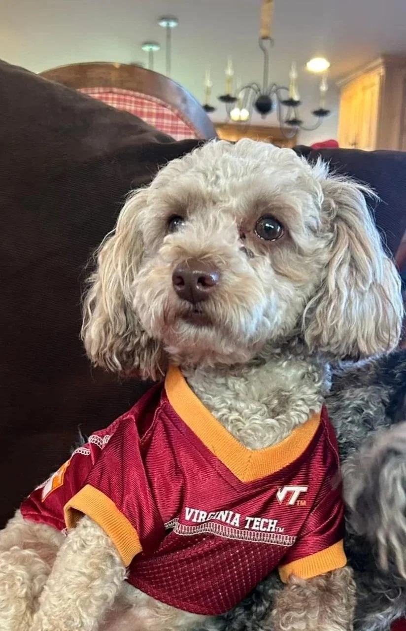 A small curly-haired dog wearing a Virginia Tech football jersey sitting on a couch.