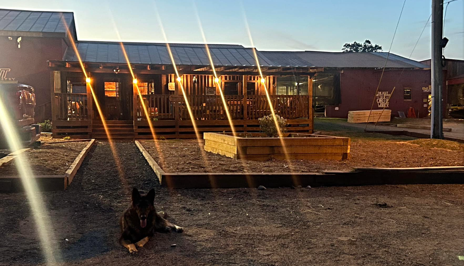A dog lying on the dirt ground in front of a wooden building with outdoor seating illuminated by string lights at sunset.