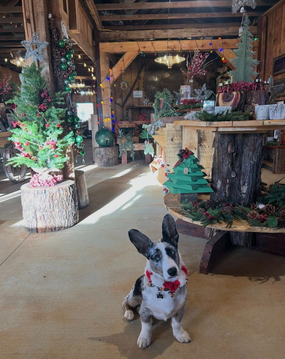 A dog with a red bow tie sitting on a wooden floor inside a rustic wooden room decorated for Christmas. The room features Christmas trees, ornaments, and colorful string lights.