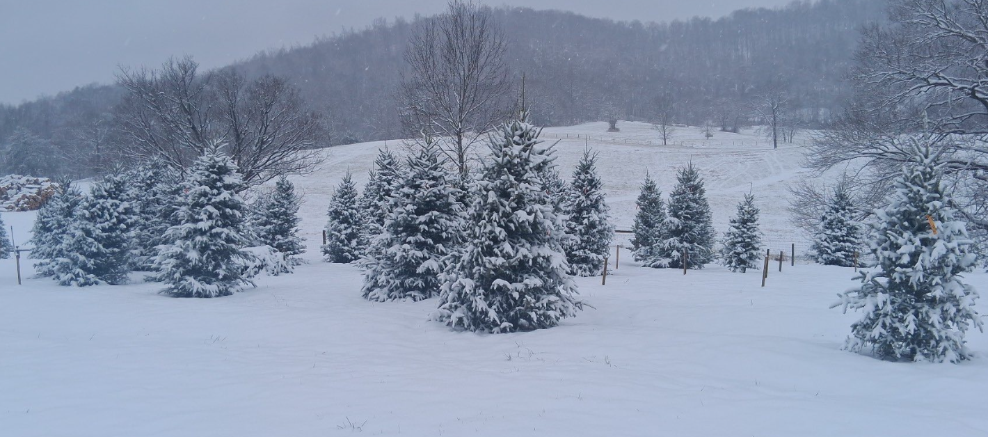 Snow-covered evergreen trees on a field with snowy hills and leafless trees in the background during winter.