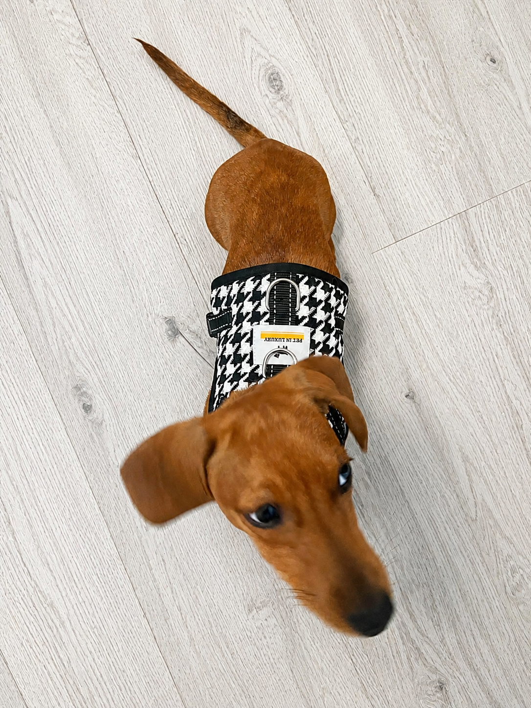 Young brown dog wearing a black and white houndstooth harness, standing on a light-colored wooden floor, looking up.