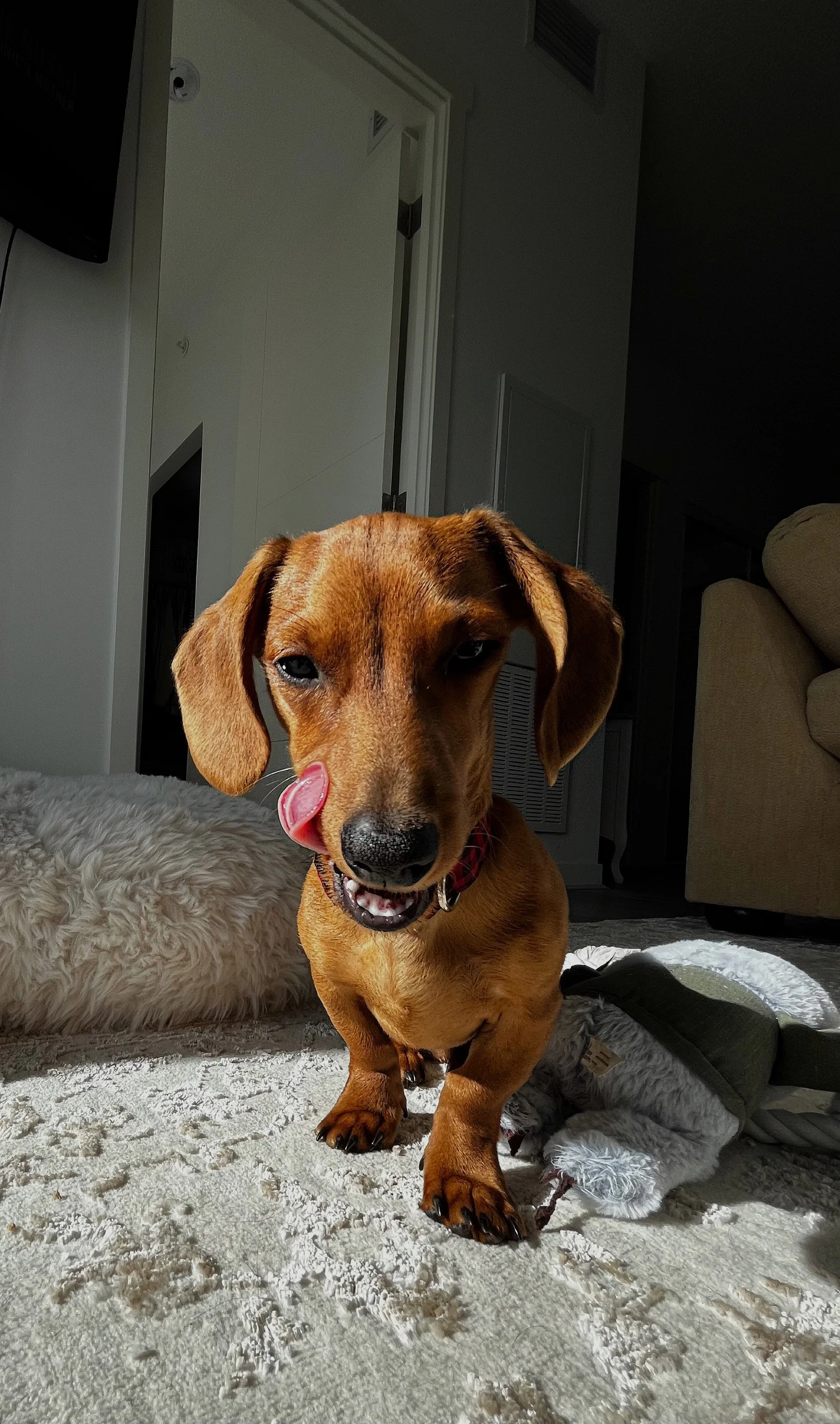 A brown dog with floppy ears and a red collar standing on a cream-colored rug, licking its nose, in a living room with a beige couch, a plush dog bed, and a closed door in the background.