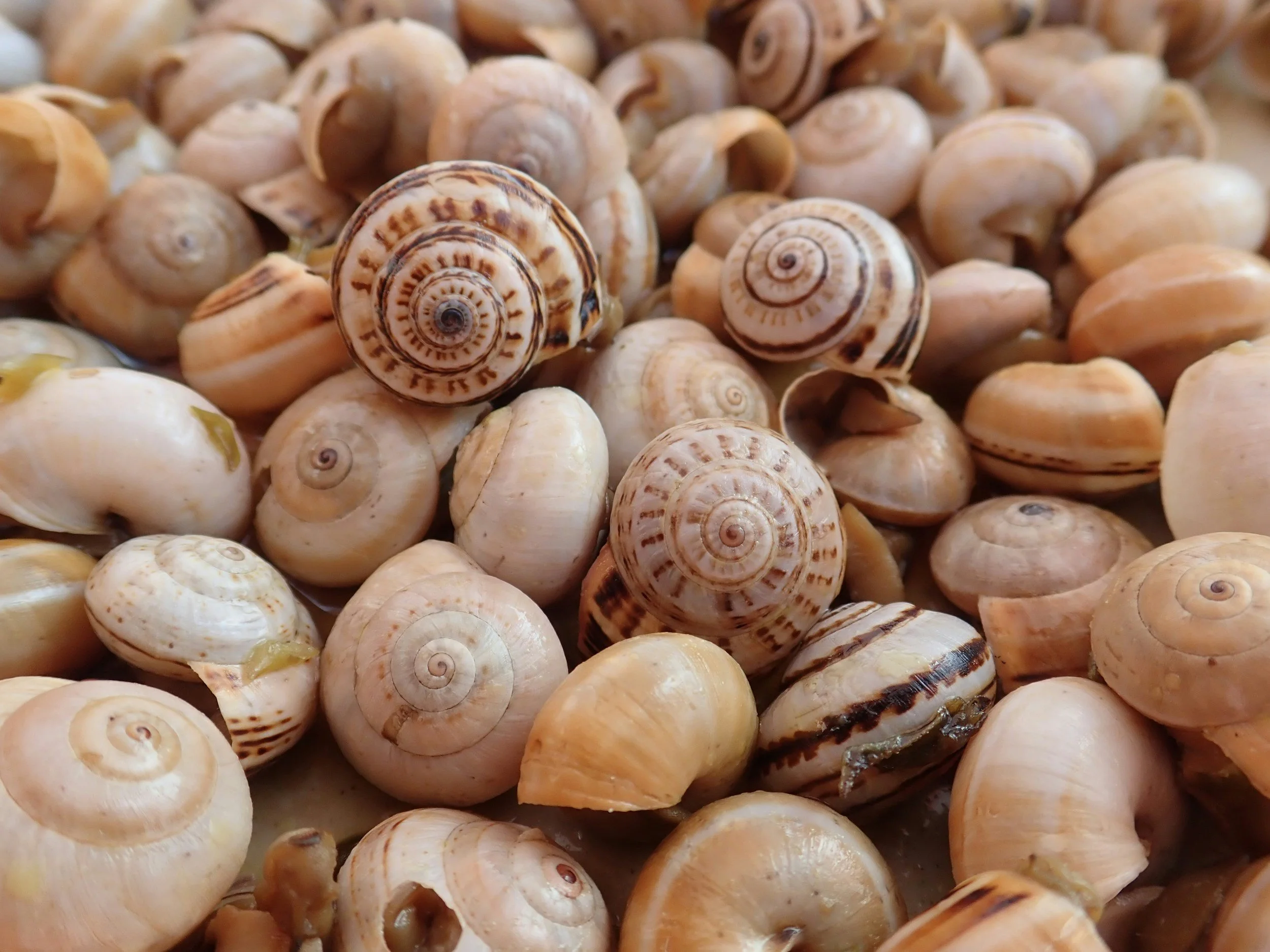Close-up of numerous small seashells, with some featuring spiral patterns, in various shades of beige, tan, and white.