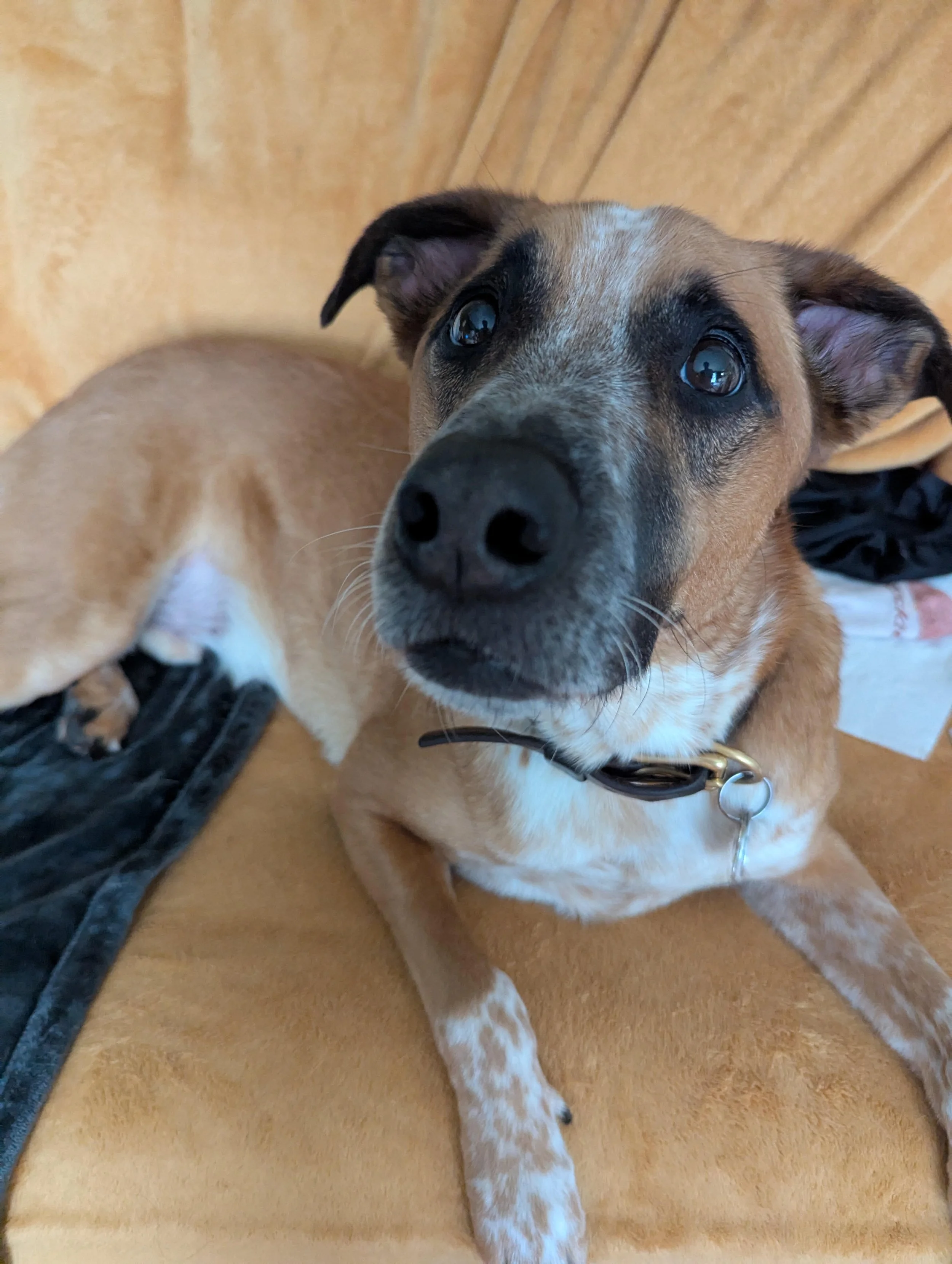 A close-up photo of a tan dog with black markings on its face, lying on a wooden floor. The dog is looking up at the camera with a curious expression.