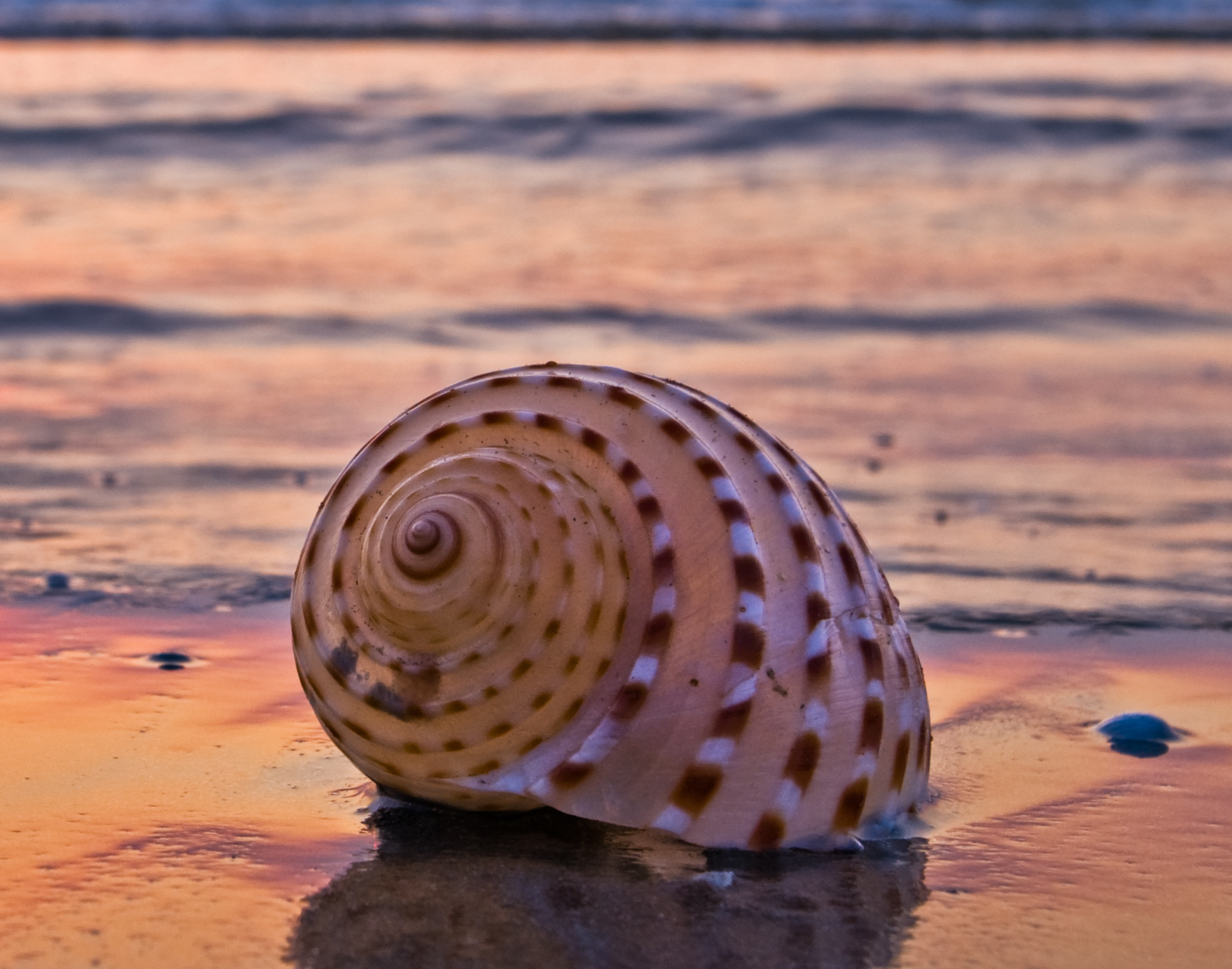 A seashell on wet sand at sunset with pink and orange hues in the sky reflected in the water.