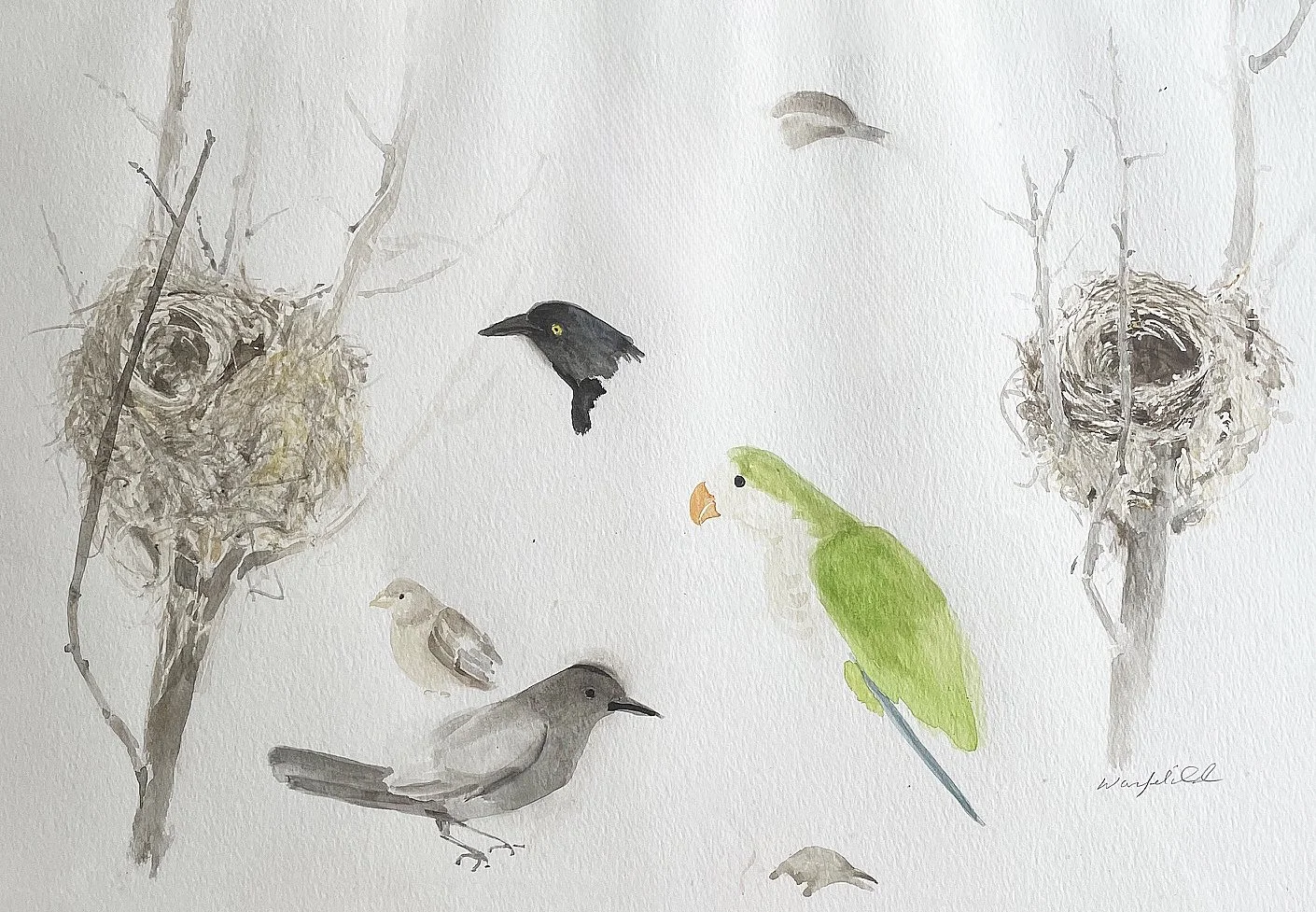  TOPIC  : STUDY OF TWO WRENS AND NESTS WITH PARROT

 

 MEDIA  : WATERCOLOR

 

 SIZE  : 15 X 22”

 

 PRICE  : $250 