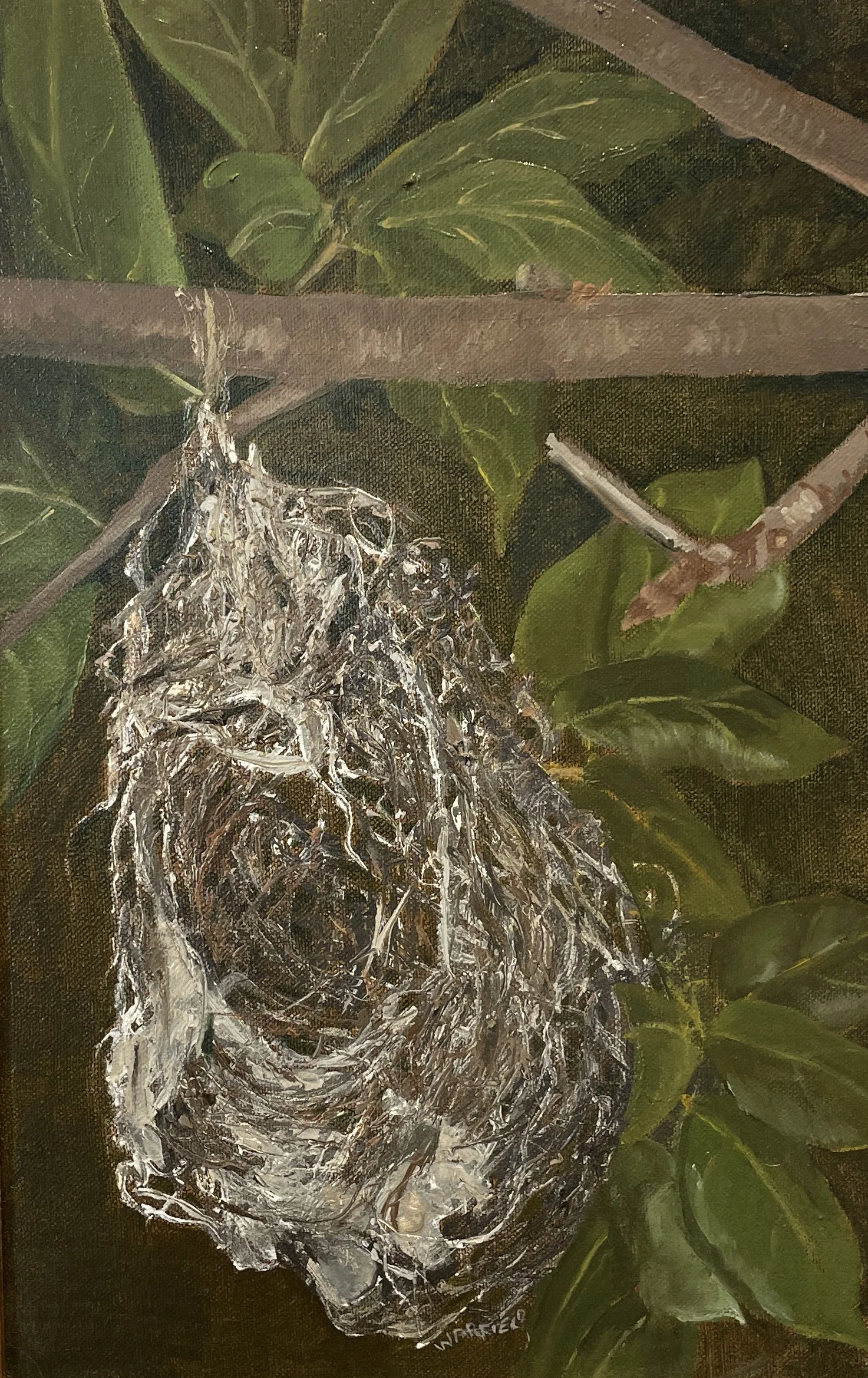 TOPIC  : ORIOLE NEST
 

 MEDIA  : OIL

 

 SIZE  : 14 X 9”

 

 PRICE  : $ 750