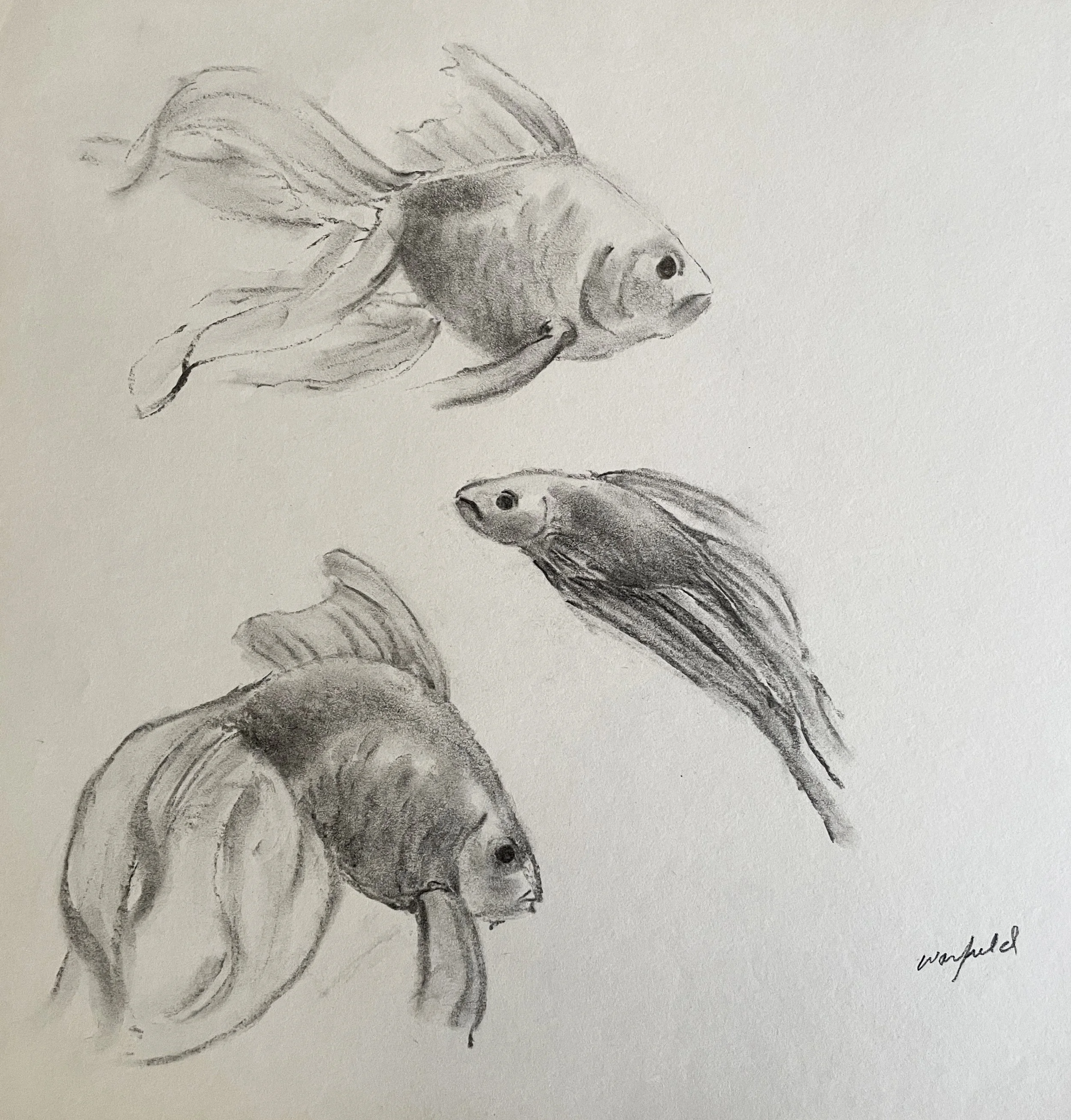  TOPIC  : Fish

 

 PAINTING  : Three Goldfish Study #1

 

 MEDIA  : Charcoal

 

 SIZE  : 18" X 18"

 

 PRICE  : $250