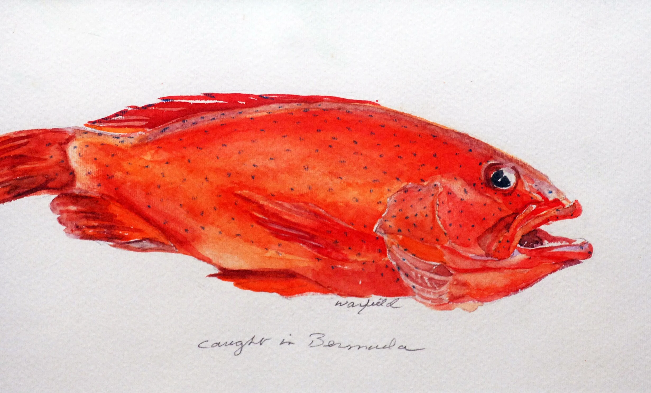  TOPIC  : Fish

 

 PAINTING  : Fish - Bermuda

 

 MEDIA  : Watercolor

 

 SIZE  : 9" X 12”

 

 PRICE  : $250
