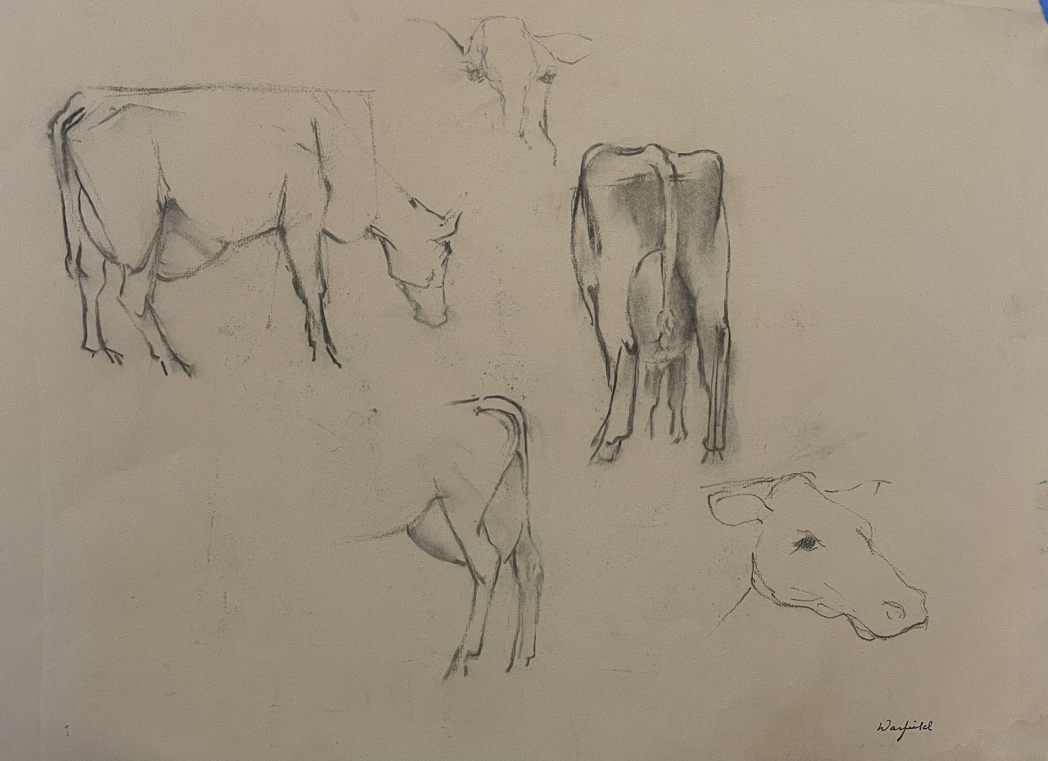  TOPIC  : Cow

 

 PAINTING  : Cow Study

 

 MEDIA  : Charcoal

 

 SIZE  : 17" X 22"

 

 PRICE  : $375