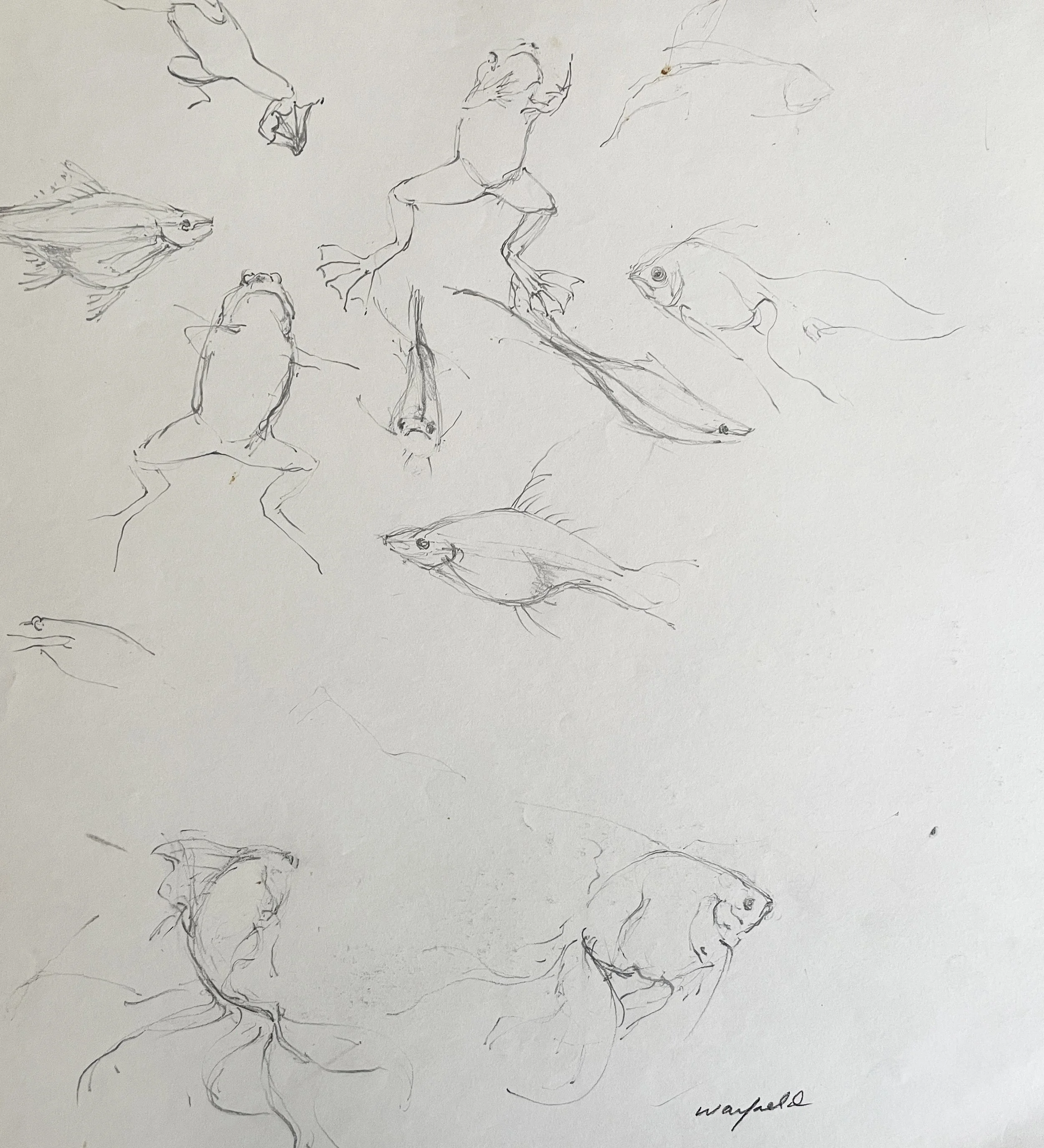  TOPIC  : Fish

 

 PAINTING  : Fish And Frogs Study

 

 MEDIA  : Charcoal

 

 SIZE  : 17" X 16"

 

 PRICE  : $175