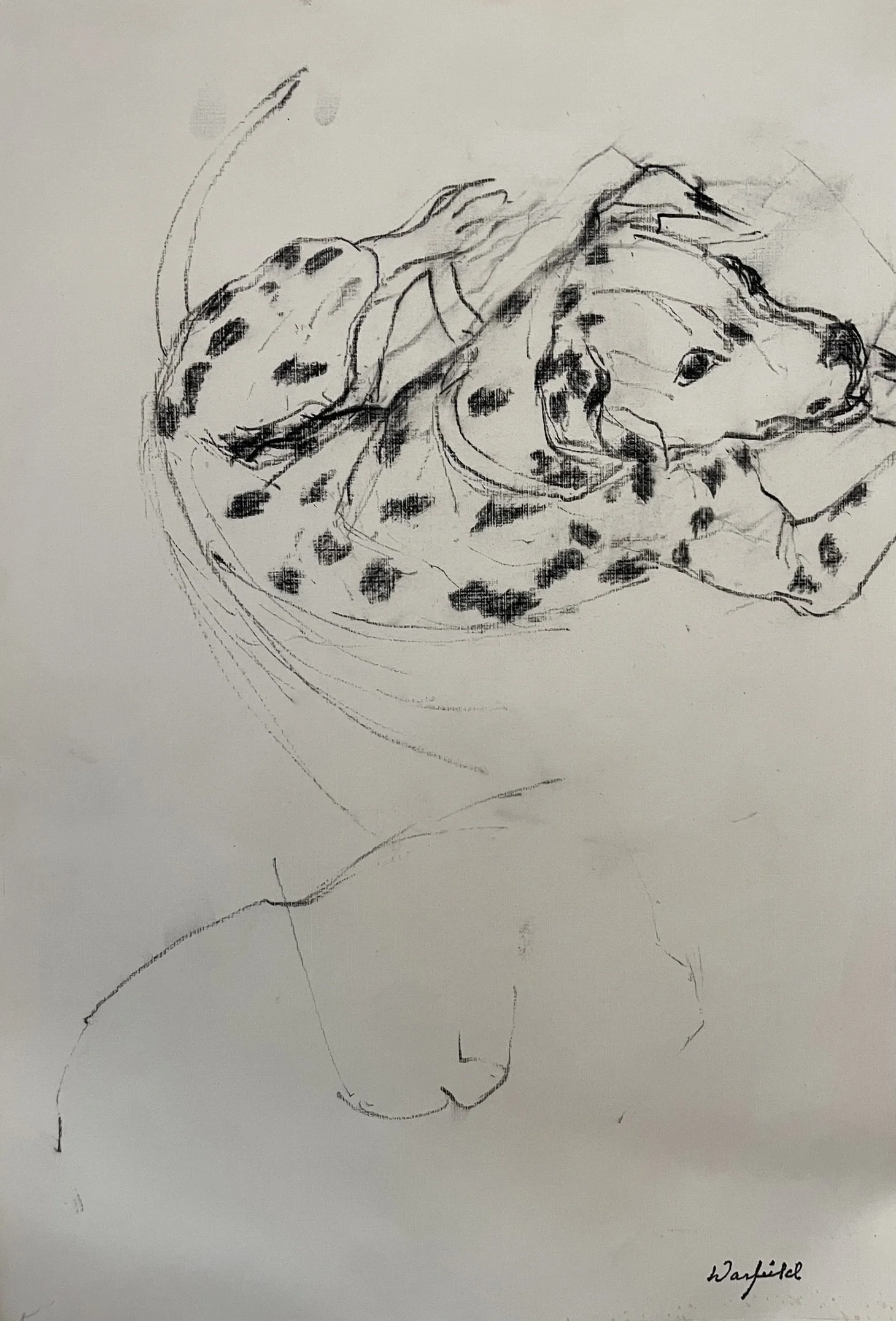  TOPIC  : Dog

 

 PAINTING  : Dalmation Study

 

 MEDIA  : Charcoal

 

 SIZE  : 17" X 11"

 

 PRICE  : $175