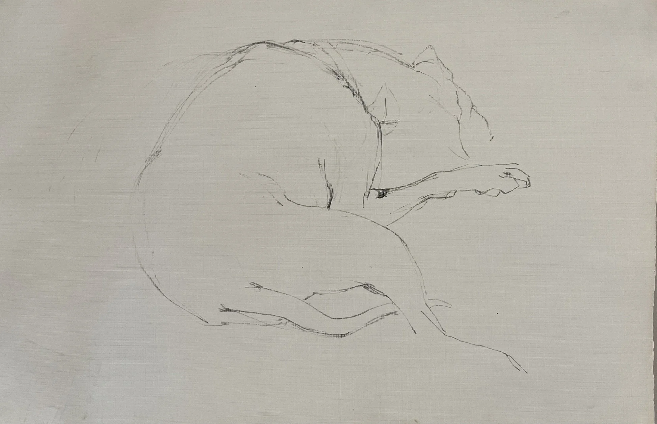  TOPIC  : Dog

 

 PAINTING  : Dog Study

 

 MEDIA  : Charcoal

 

 SIZE  : 11" X 17"

 

 PRICE  : $125