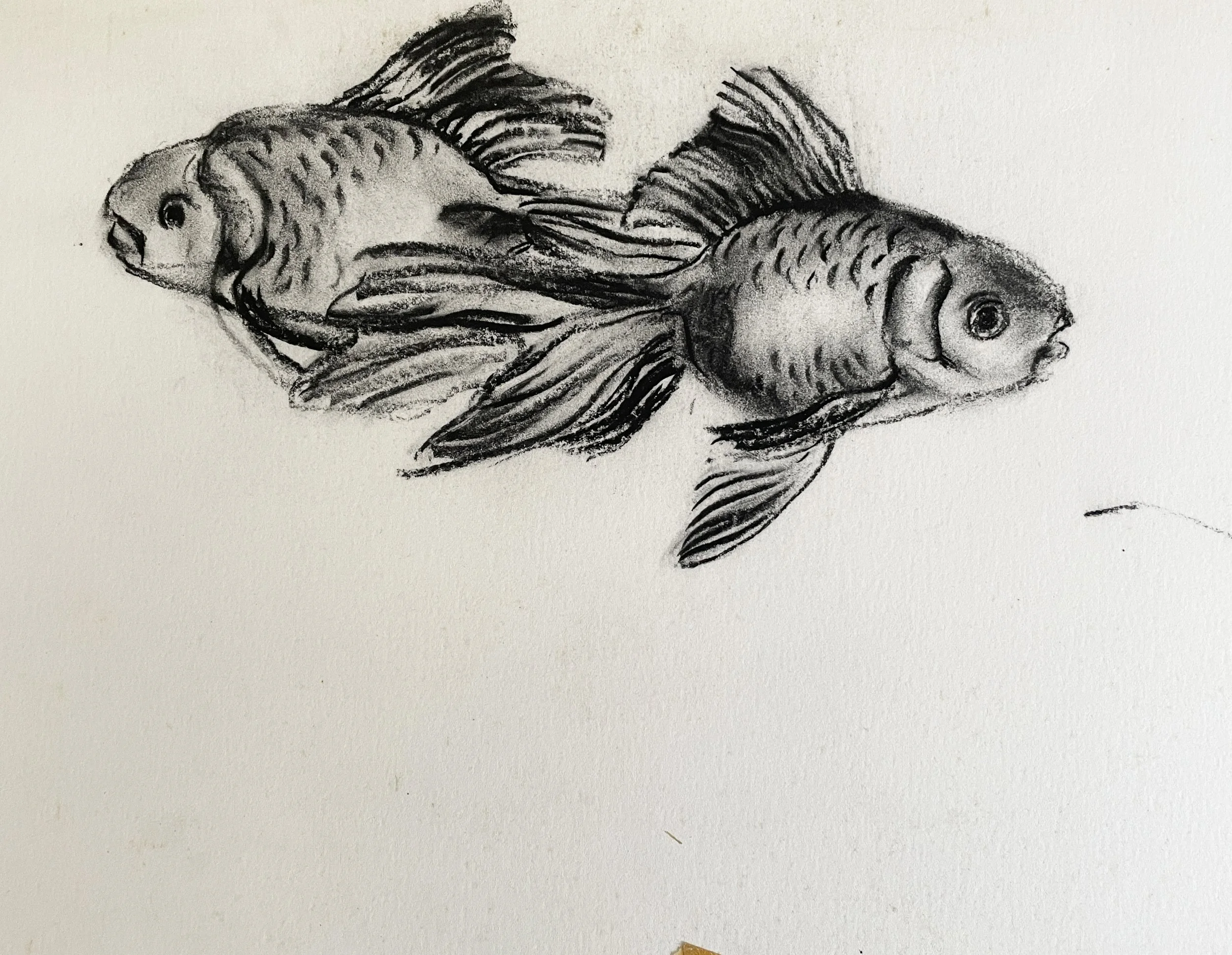  TOPIC  : Fish

 

 PAINTING  : Goldfish Couple #1

 

 MEDIA  : Charcoal

 

 SIZE  : 11" X 17"

 

 PRICE  : $250