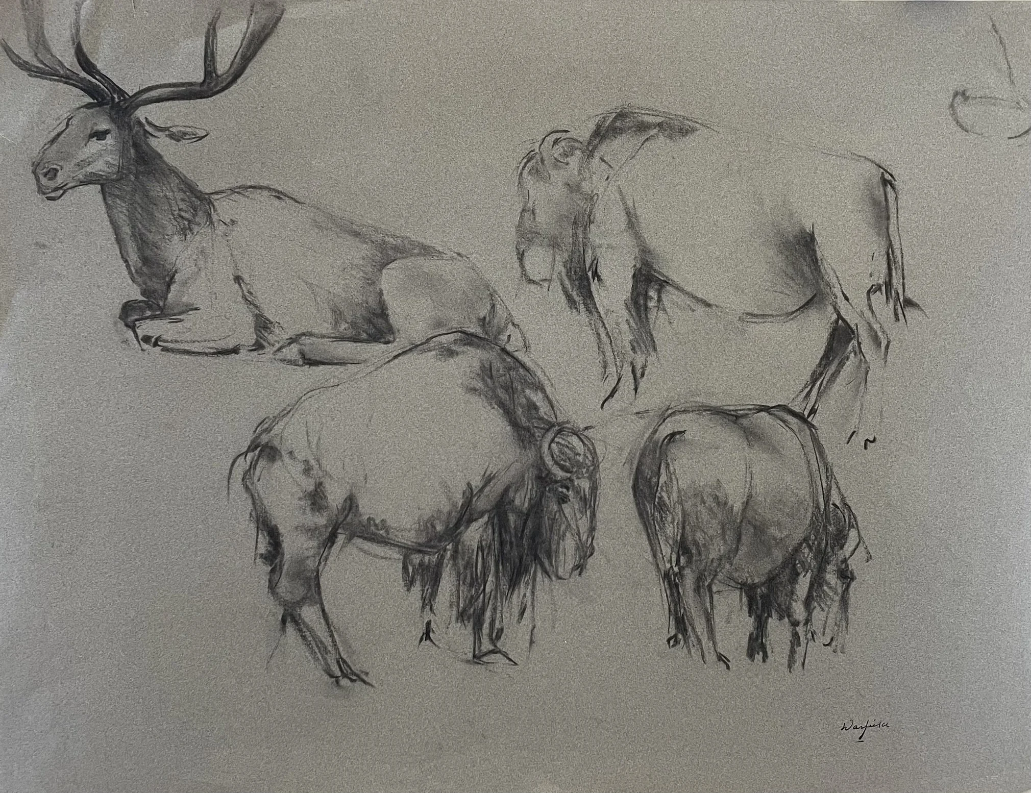  TOPIC  : Buffalo

 

 PAINTING  : Buffalo And Deer Study Study

 

 MEDIA  : Charcoal

 

 SIZE  : 19" X 24"

 

 PRICE  : $250