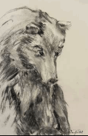  TOPIC  : Animals Bear

 

 PAINTING  : Bear Study

 

 MEDIA  : Charcoal

 

 SIZE  : 12" x 8"

 

 PRICE  : $200