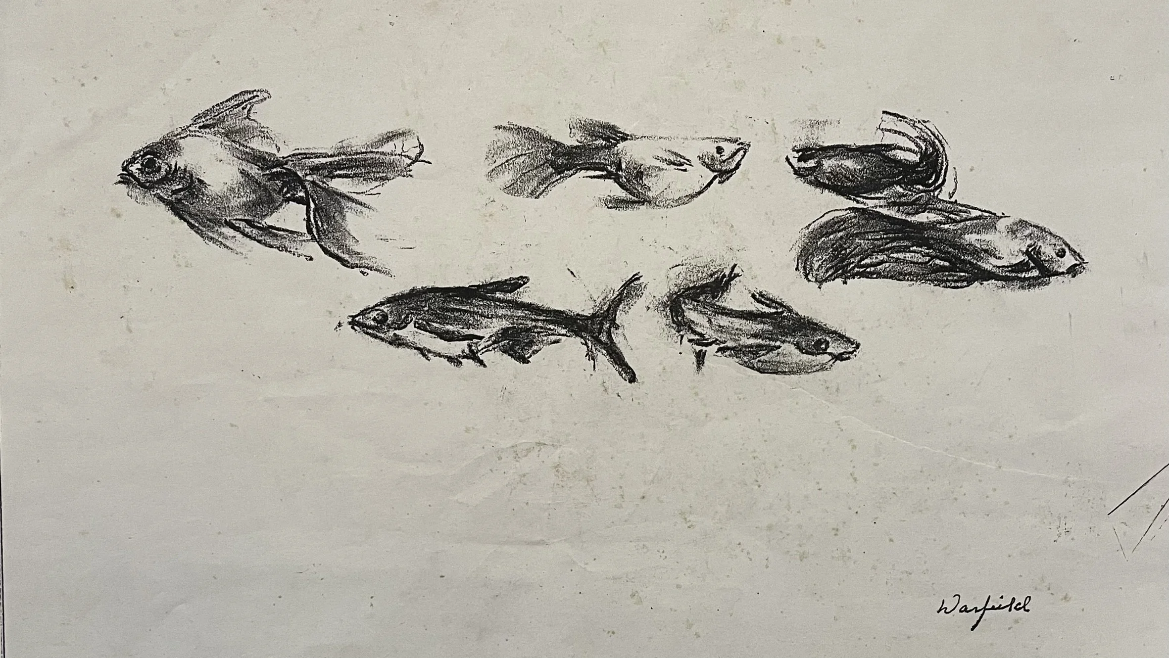  TOPIC  : Fish

 

 PAINTING  : Fish Study #1

 

 MEDIA  : Charcoal

 

 SIZE  : 10" X 15"

 

 PRICE  : $150