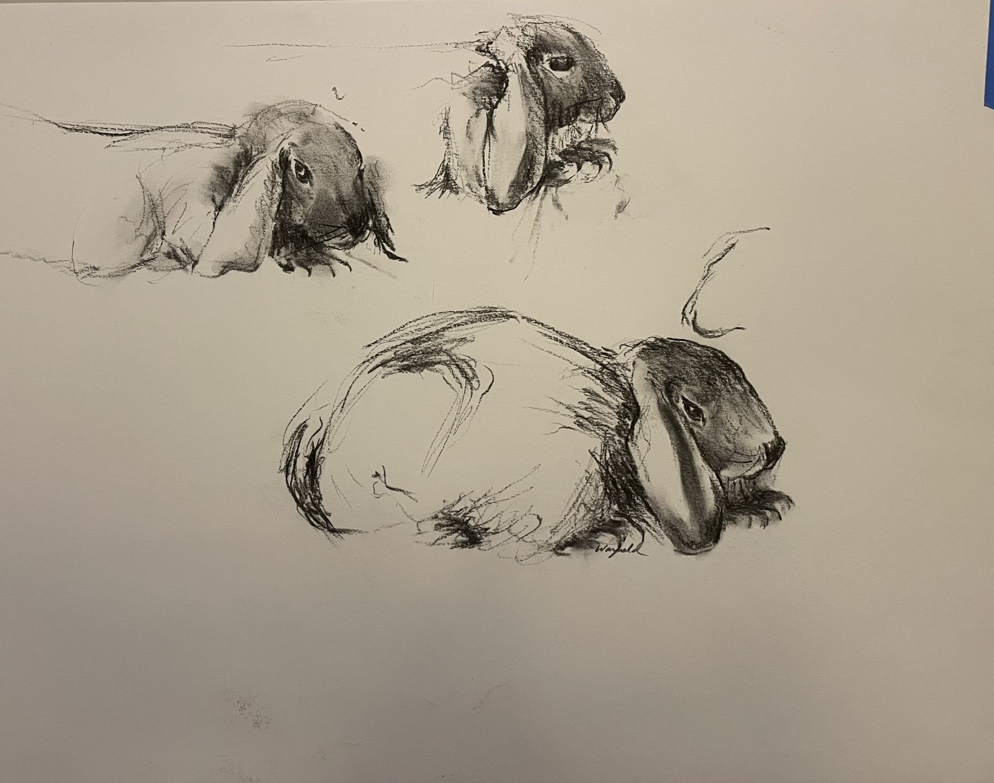  TOPIC  : Bunny

 

 PAINTING  : Bunny Study #5

 

 MEDIA  : Charcoal

 

 SIZE  : 17" X 22"

 

 PRICE  : $450