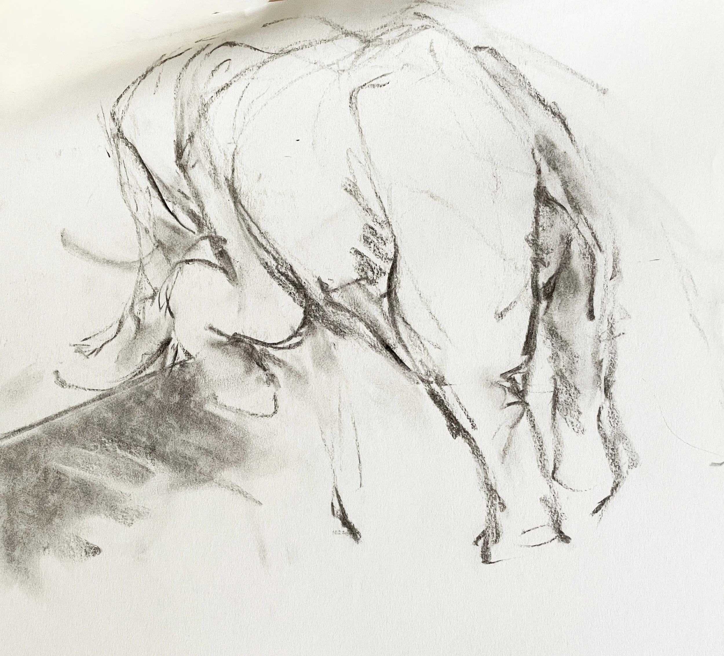  TOPIC  : Elephant

 

 PAINTING  : Elephant Study #4

 

 MEDIA  : Charcoal

 

 SIZE  : 11" X 13"

 

 PRICE  : $200