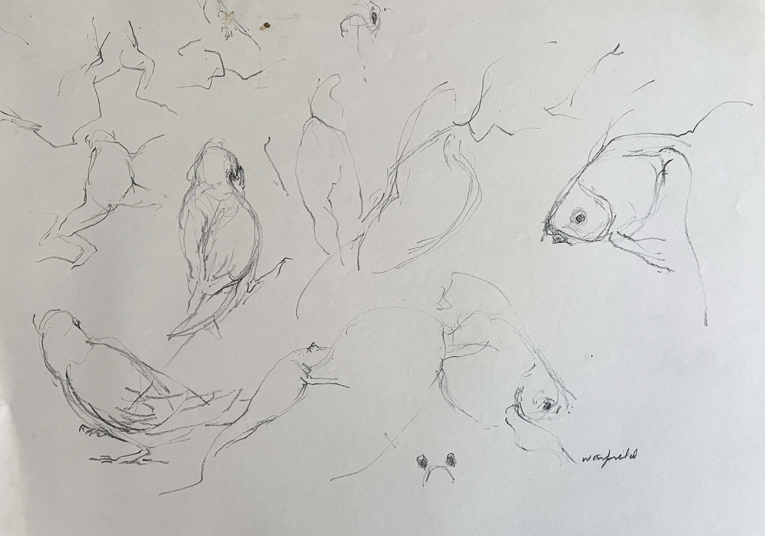  TOPIC  : Fish

 

 PAINTING  : Fish Study With Parrots

 

 MEDIA  : Charcoal

 

 SIZE  : 18" X 23"

 

 PRICE  : $200