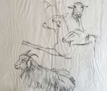  TOPIC  : Goat

 

 PAINTING  : Goat Study #2

 

 MEDIA  : Charcoal

 

 SIZE  : 22" X 26"

 

 PRICE  : $250