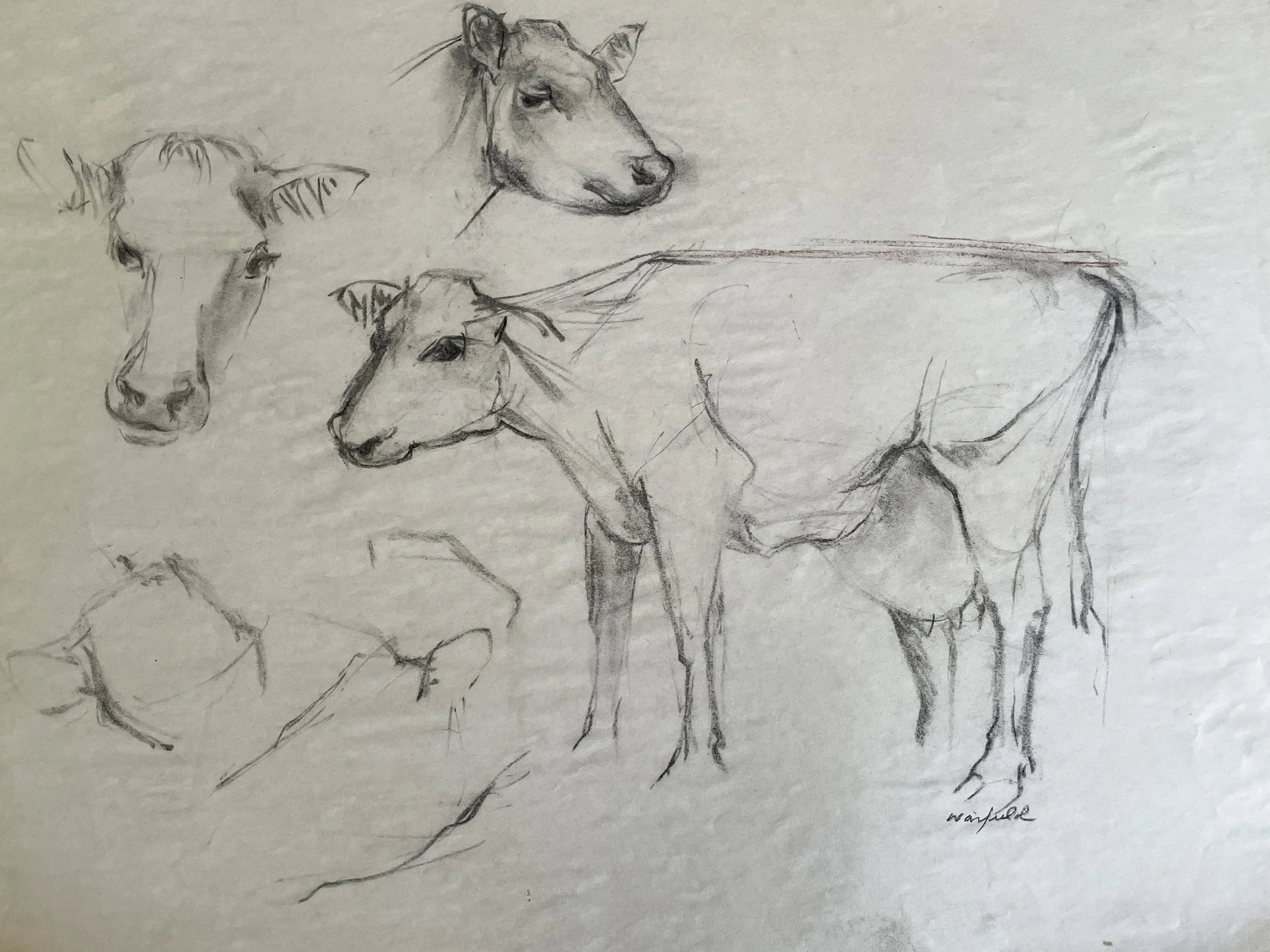  TOPIC  : Cow

 

 PAINTING  : Cow Study

 

 MEDIA  : Charcoal

 

 SIZE  : 18" X 24"

 

 PRICE  : $300