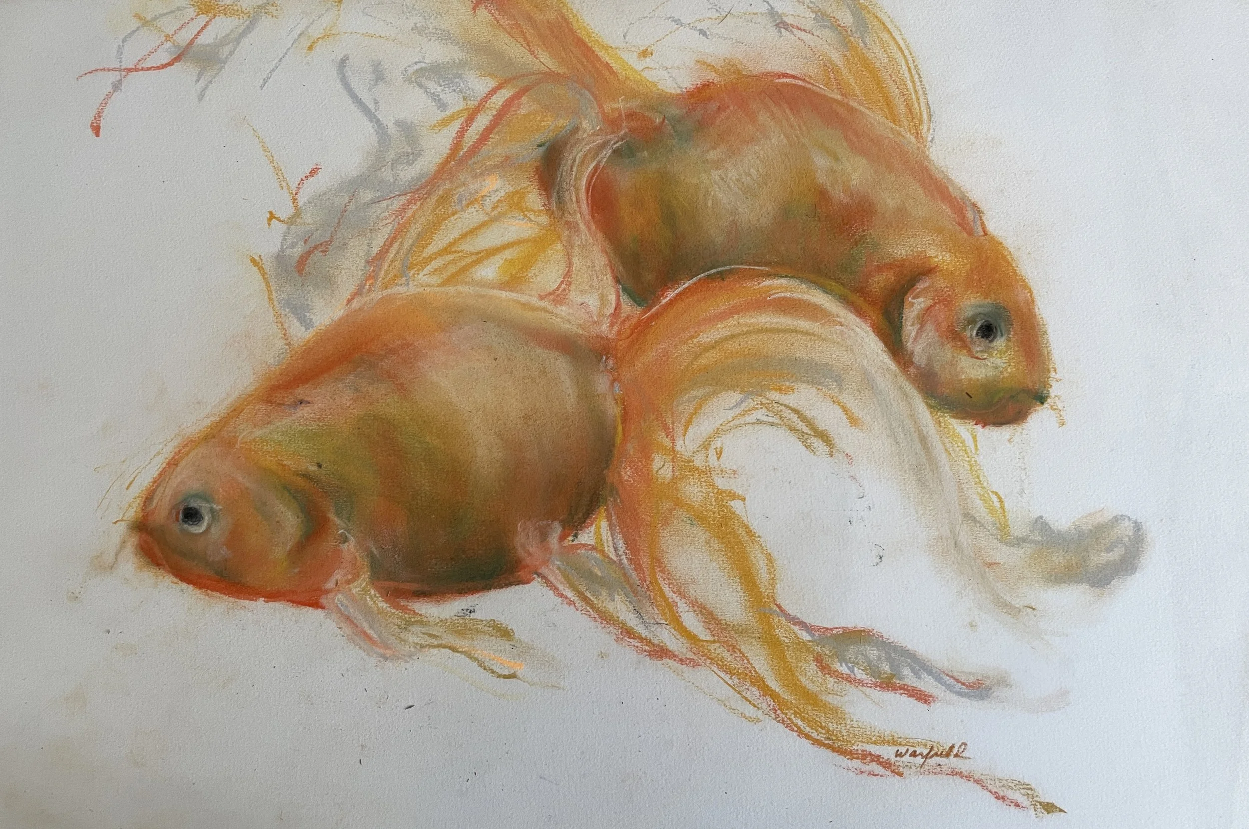  TOPIC  : Fish

 

 PAINTING  : Goldfish Couple #2

 

 MEDIA  : Pastel

 

 SIZE  : 21" X 26"

 

 PRICE  : $550