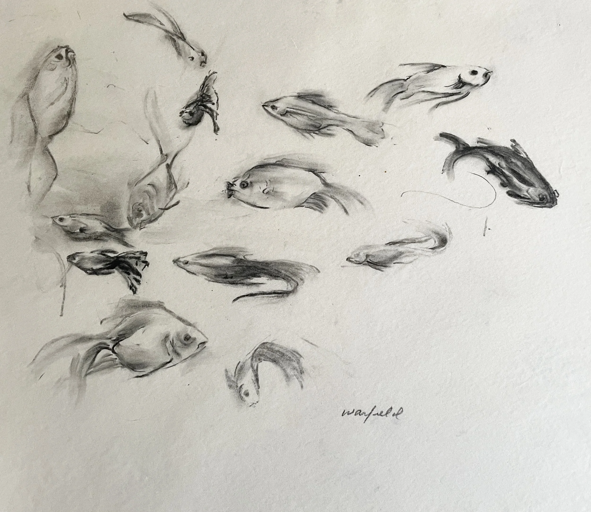 TOPIC  : Fish

 

 PAINTING  : Fish Study #2

 

 MEDIA  : Charcoal

 

 SIZE  : 12" X 16"

 

 PRICE  : $200
