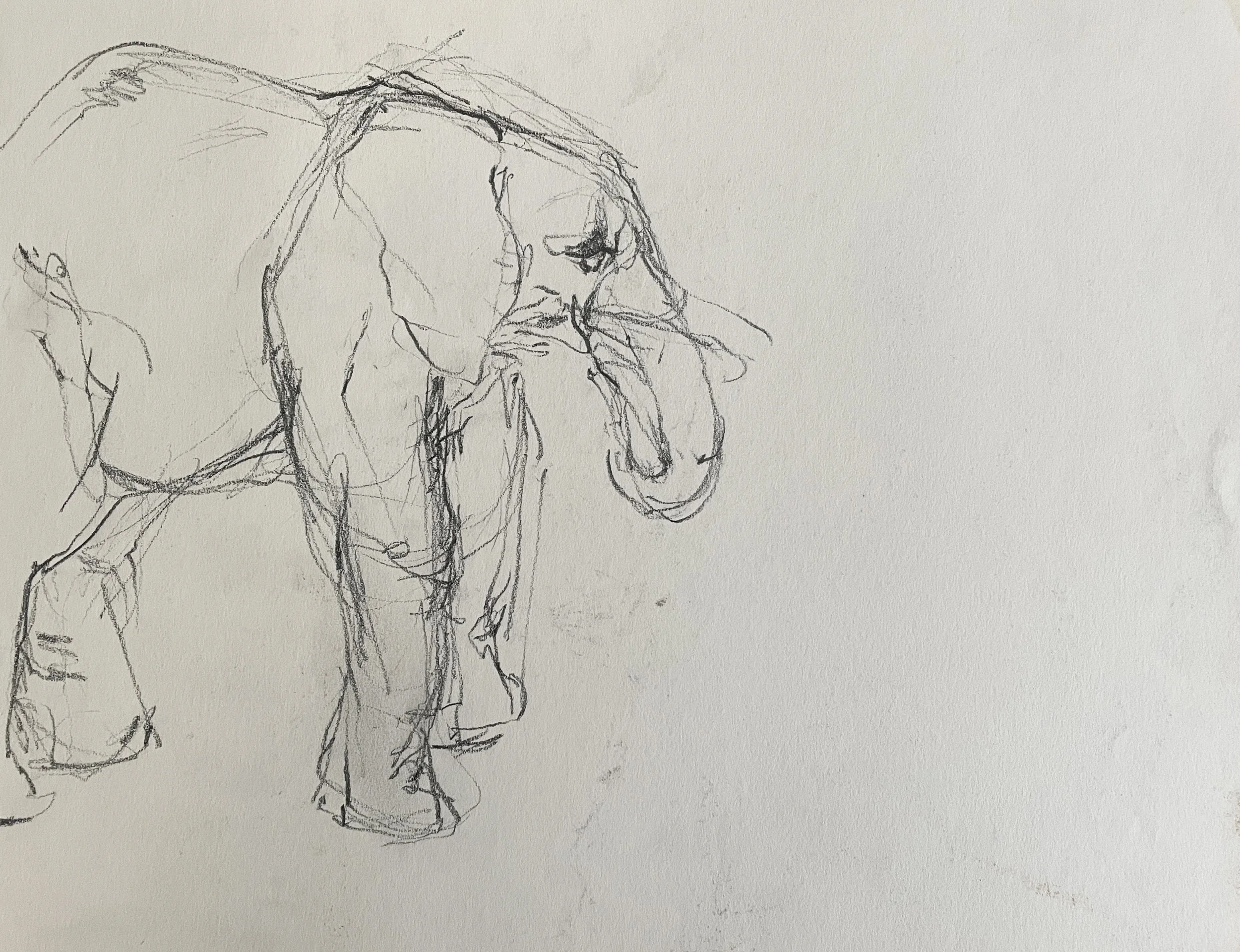  TOPIC  : Elephant

 

 PAINTING  : Elephant Study #2

 

 MEDIA  : Conte Crayon

 

 SIZE  : 10" X 13"

 

 PRICE  : $200