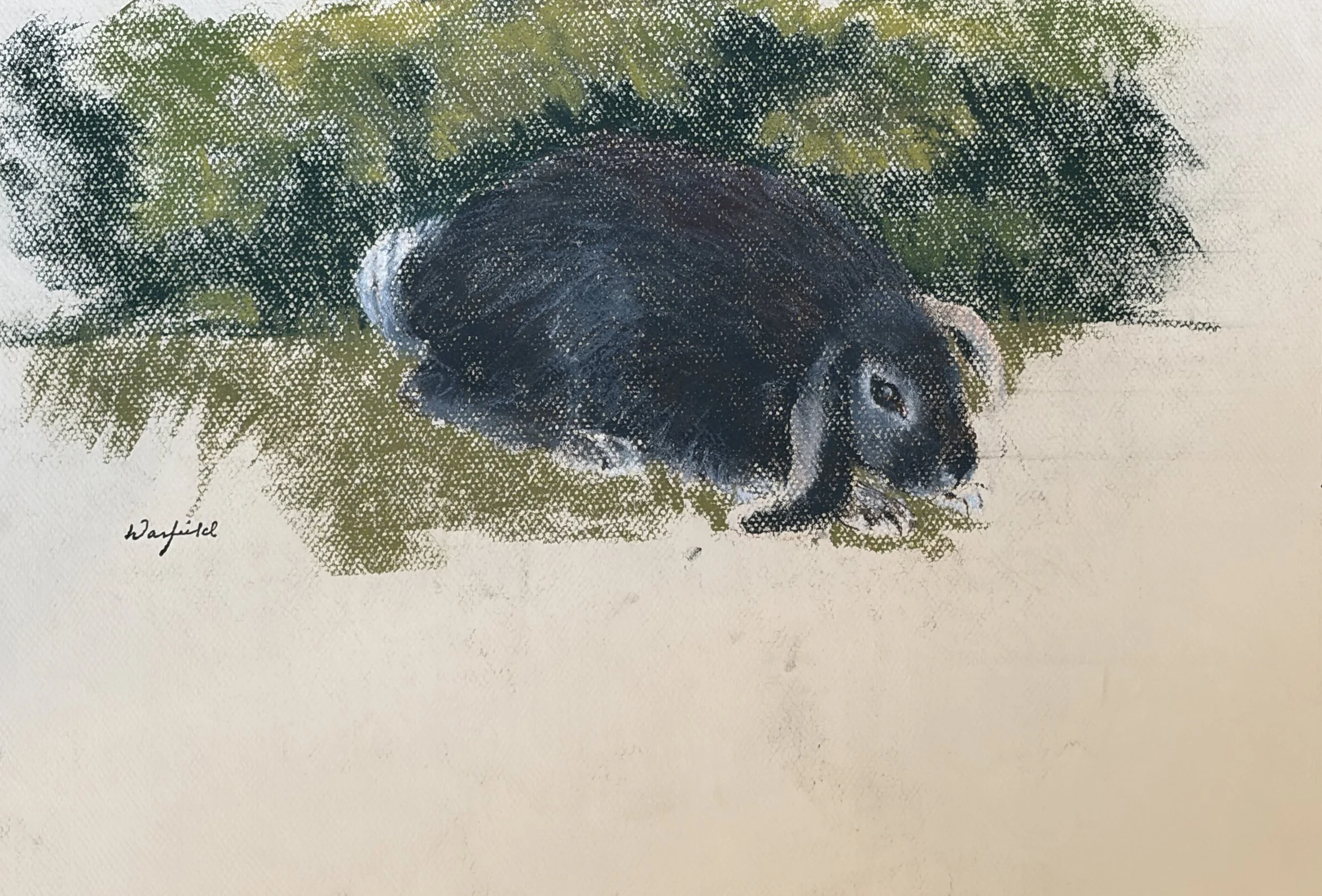 TOPIC  : Bunny

 

 PAINTING  : Bunny Study #4

 

 MEDIA  : Pastel

 

 SIZE  : 10" X 17"

 

 PRICE  : $275