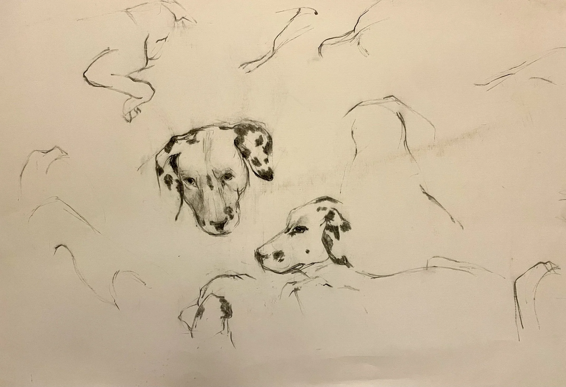  TOPIC  : Dog

 

 PAINTING  : Dalmation Head Study

 

 MEDIA  : Charcoal

 

 SIZE  : 22" X 34"

 

 PRICE  : $175