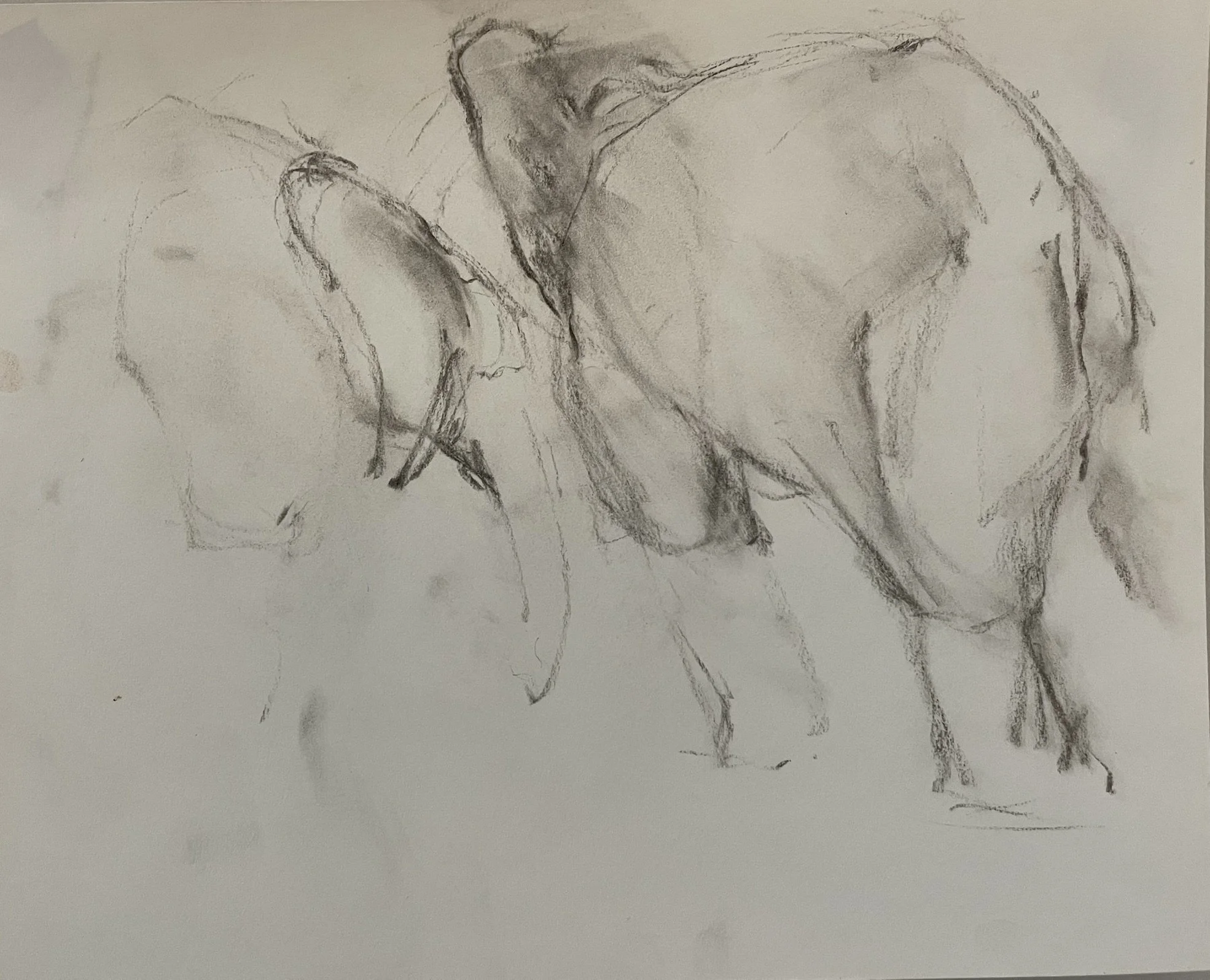  TOPIC  : Elephant

 

 PAINTING  : Elephants Study #6

 

 MEDIA  : Charcoal

 

 SIZE  : 11" X 13"

 

 PRICE  : $200