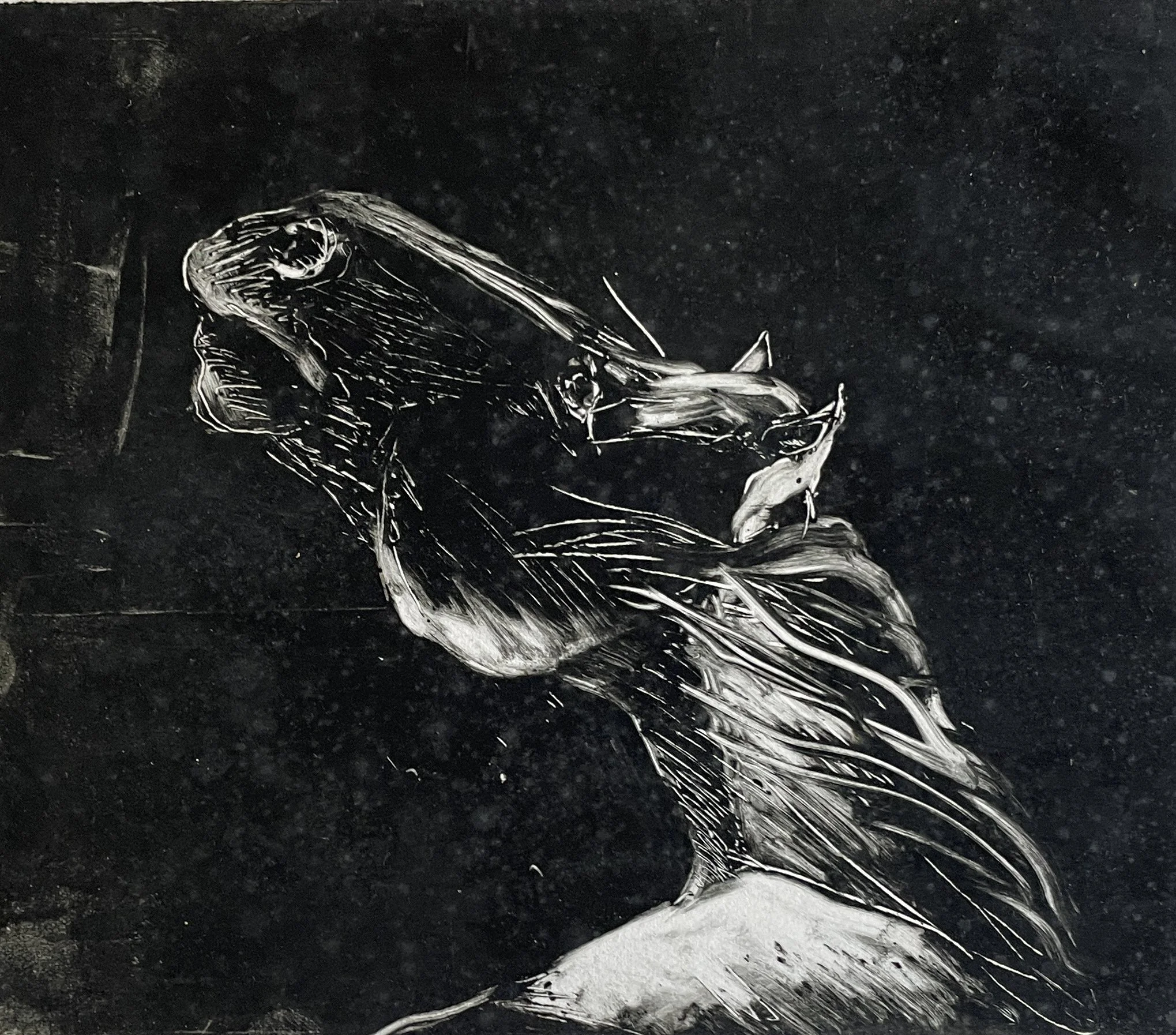  TOPIC  : Horse

 

 PAINTING  : Horse Head

 

 MEDIA  : Monoprint

 

 SIZE  : 7" X 8"

 

 PRICE  : $125
