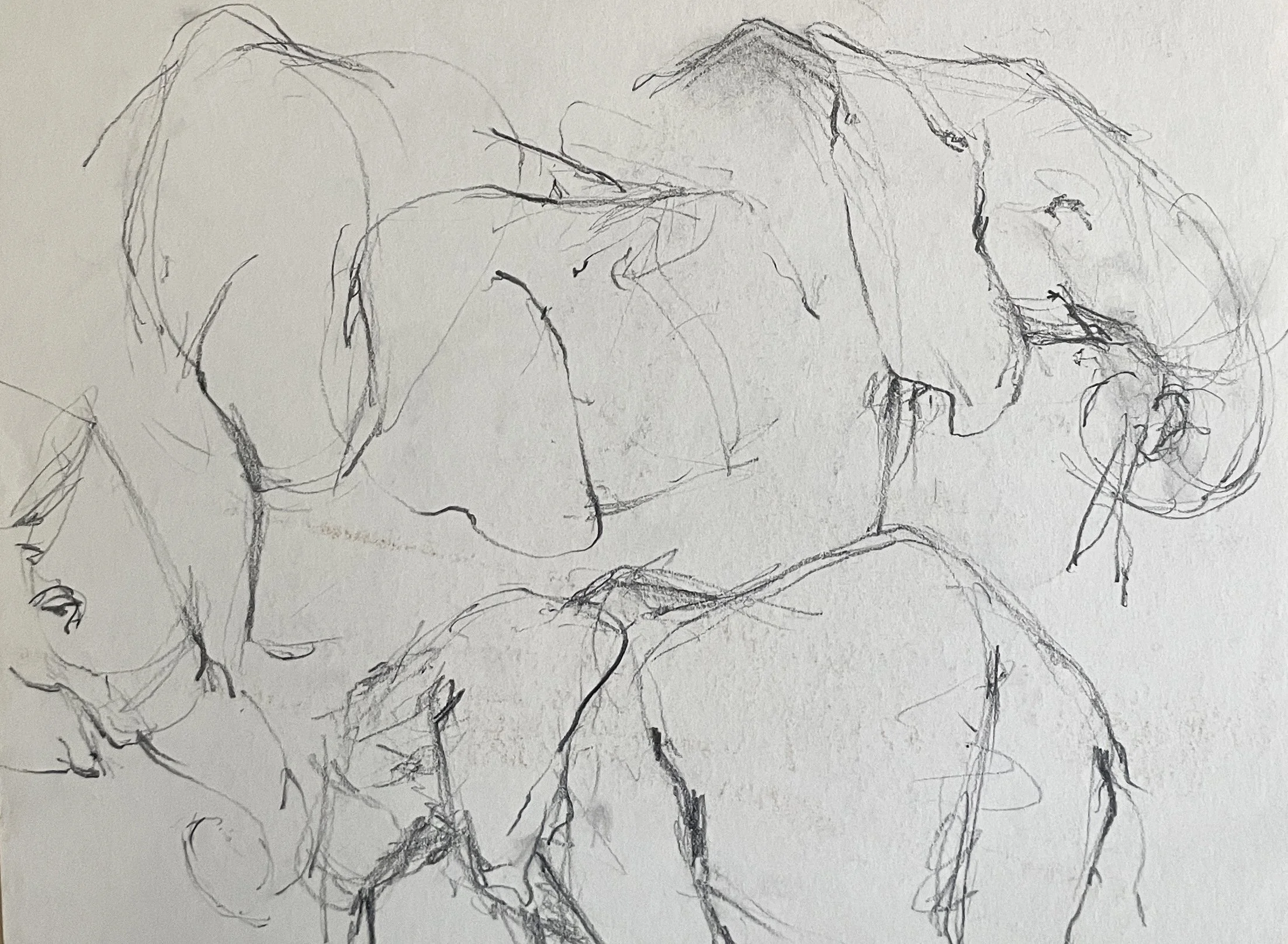  TOPIC  : Elephant

 

 PAINTING  : Elephant Study #5

 

 MEDIA  : Charcoal

 

 SIZE  : 14" X 23"

 

 PRICE  : $250