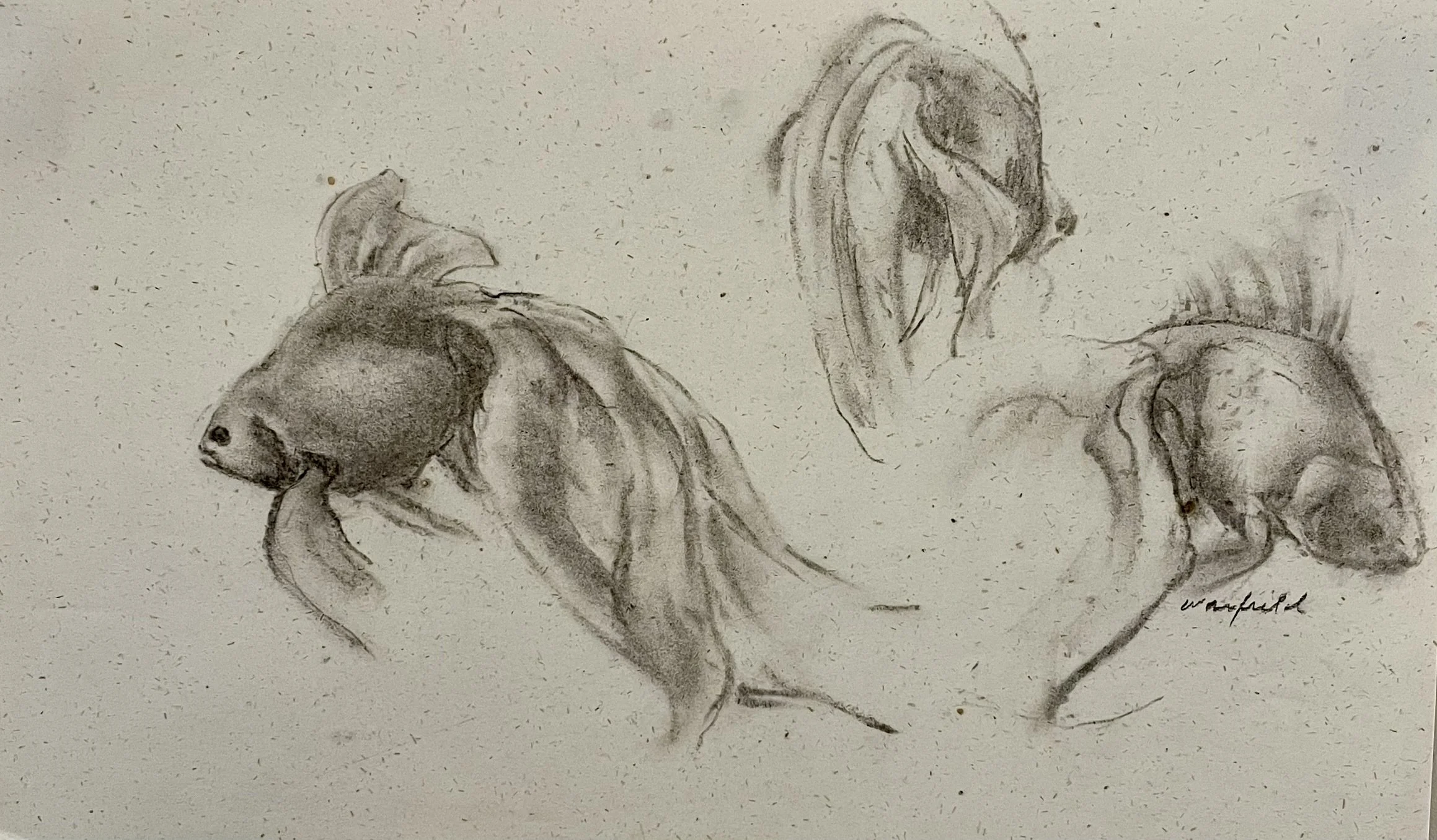  TOPIC  : Fish

 

 PAINTING  :Three Goldfish Study #2

 

 MEDIA  : Charcoal

 

 SIZE  : 11" X 17"

 

 PRICE  : $200 
