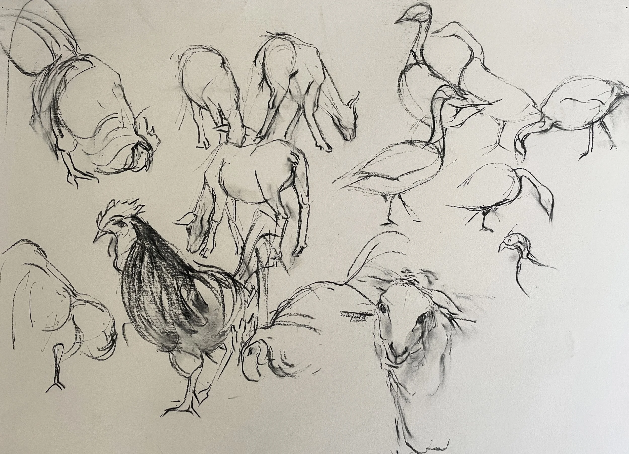  TOPIC  : Rooster

 

 PAINTING  : Roosters-Goats

 

 MEDIA  :  Charcoal

 

 SIZE  :  22 X 30

 

 PRICE  : $500
