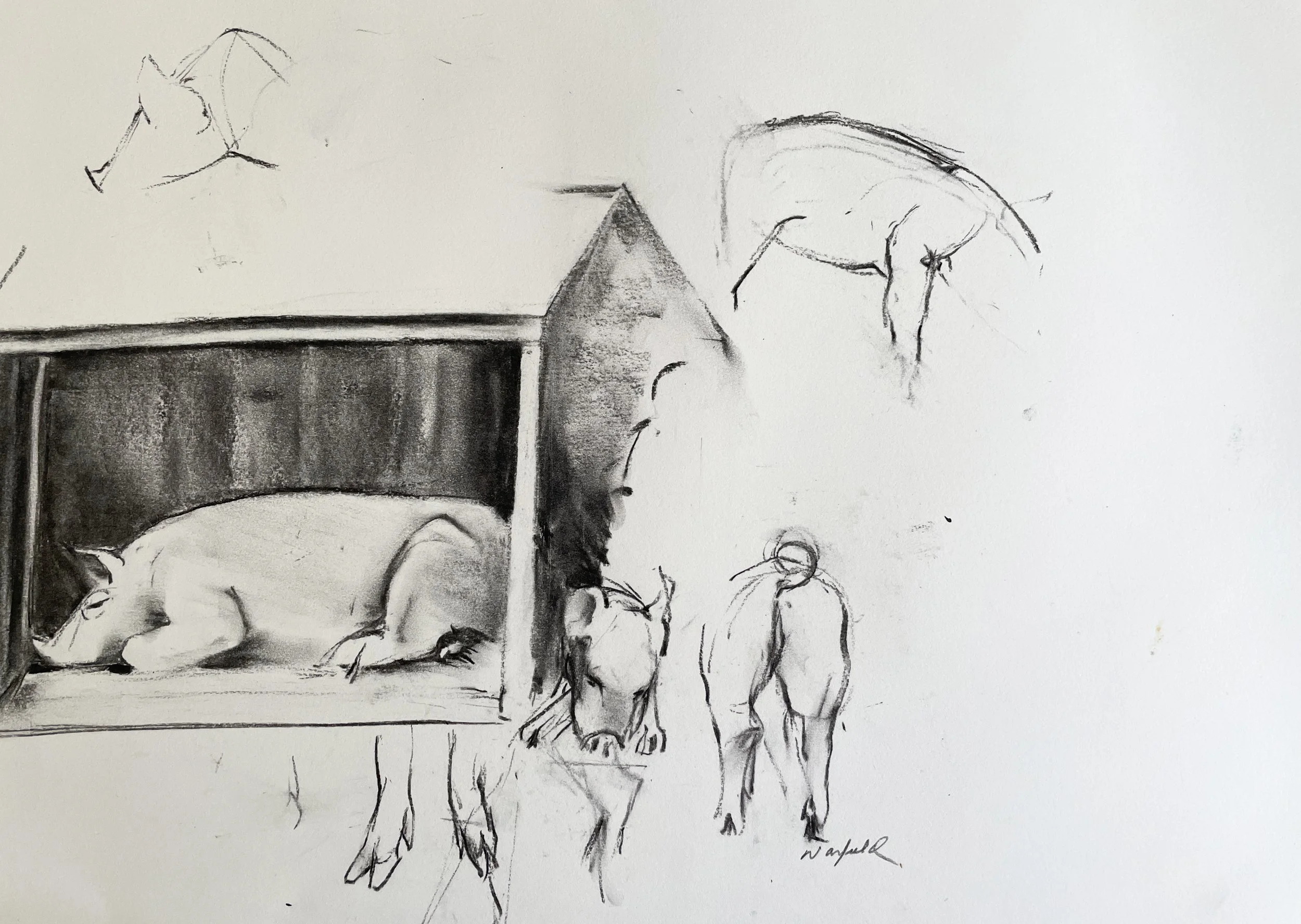  TOPIC  : Pigs

 

 PAINTING  : Pigs Study #3

 

 MEDIA  : Charcoal

 

 SIZE  :    18 X 20

 

 PRICE  : $ 500