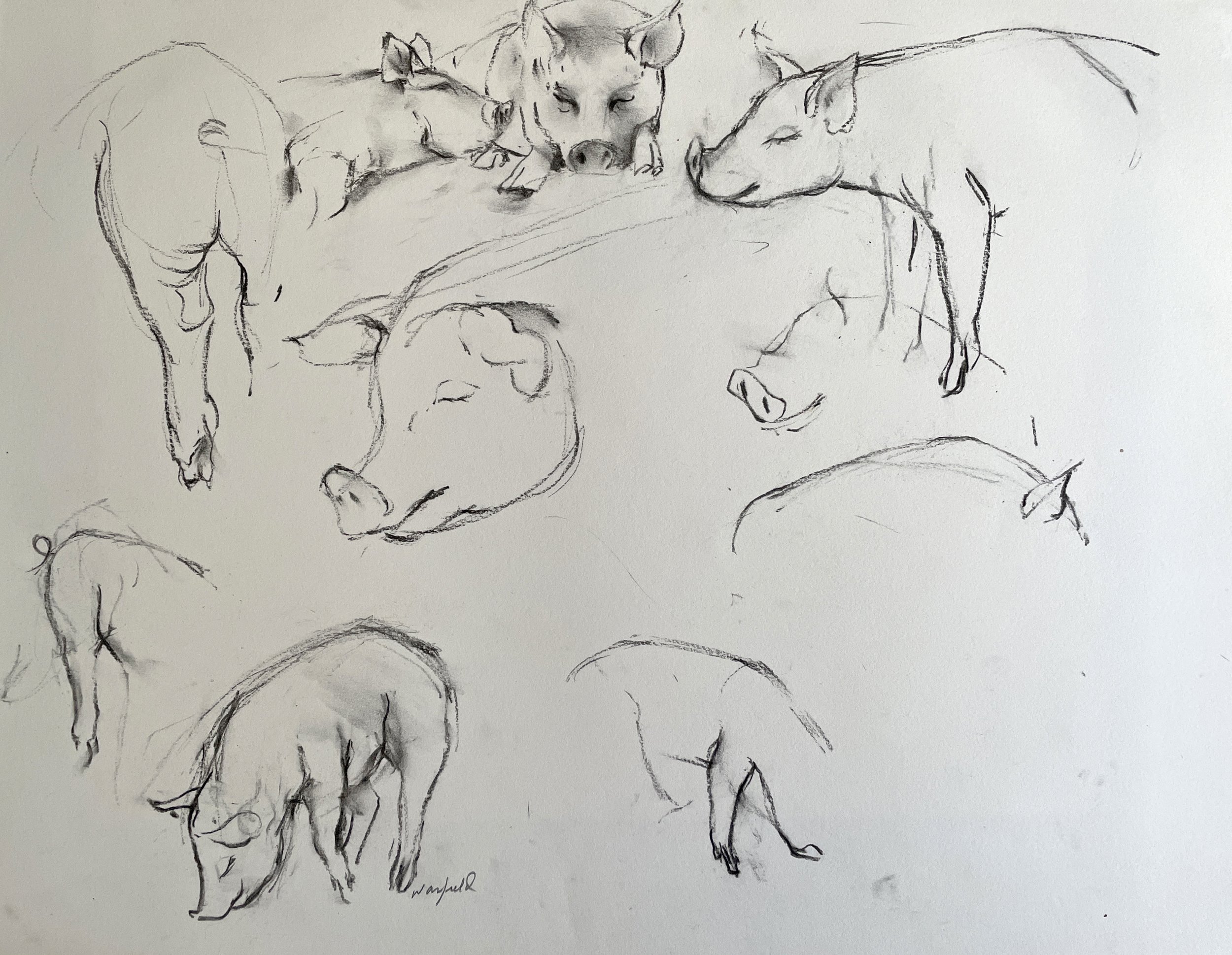  TOPIC  : Pigs

 

 PAINTING  : Pigs Study #4

 

 MEDIA  : Charcoal