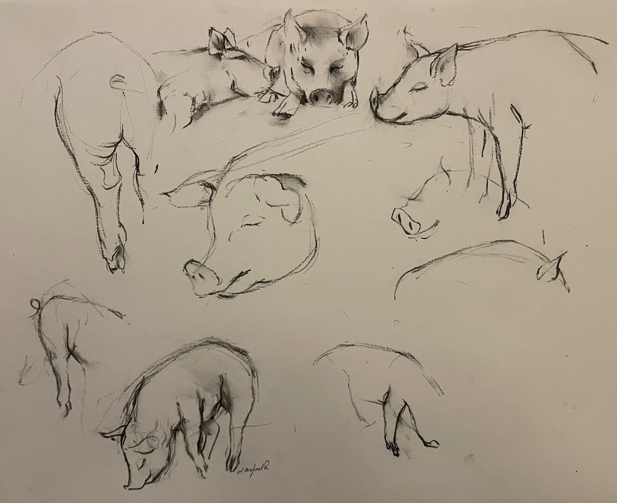  TOPIC  : Pigs

 

 PAINTING  : Pigs Study #2

 

 MEDIA  : Charcoal

 

 SIZE  :   17 X 22

 

 PRICE  : $ 350