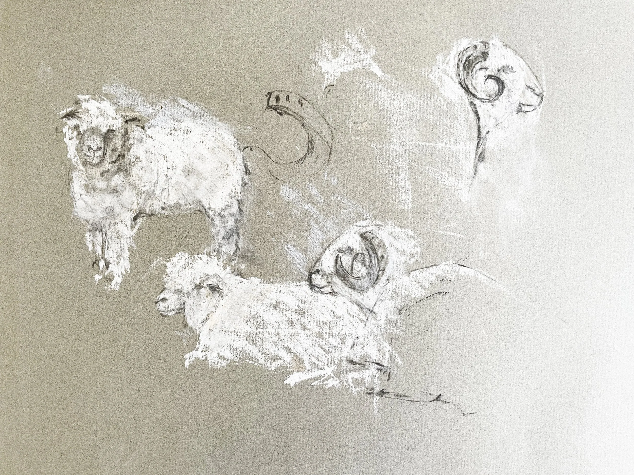  TOPIC  : Sheep

 

 PAINTING  : Sheep Study

 

 MEDIA  :  Pastel

 

 SIZE  :  17 X 22

 

 PRICE  : $400