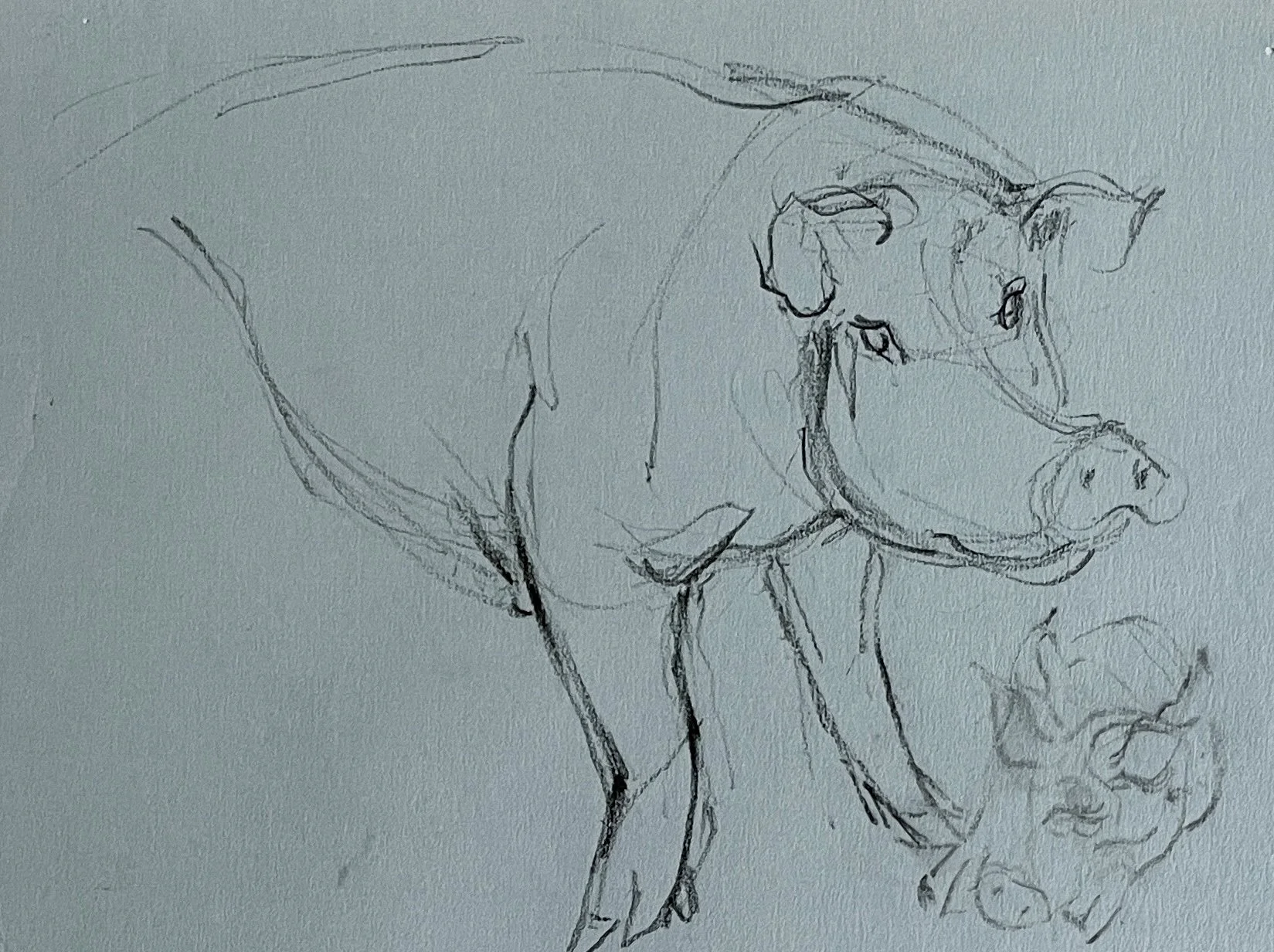  TOPIC  : Pigs

 

 PAINTING  : Pigs Study #5

 

 MEDIA  : Charcoal

 

 SIZE  :   9 X 12

 

 PRICE  : $ 200