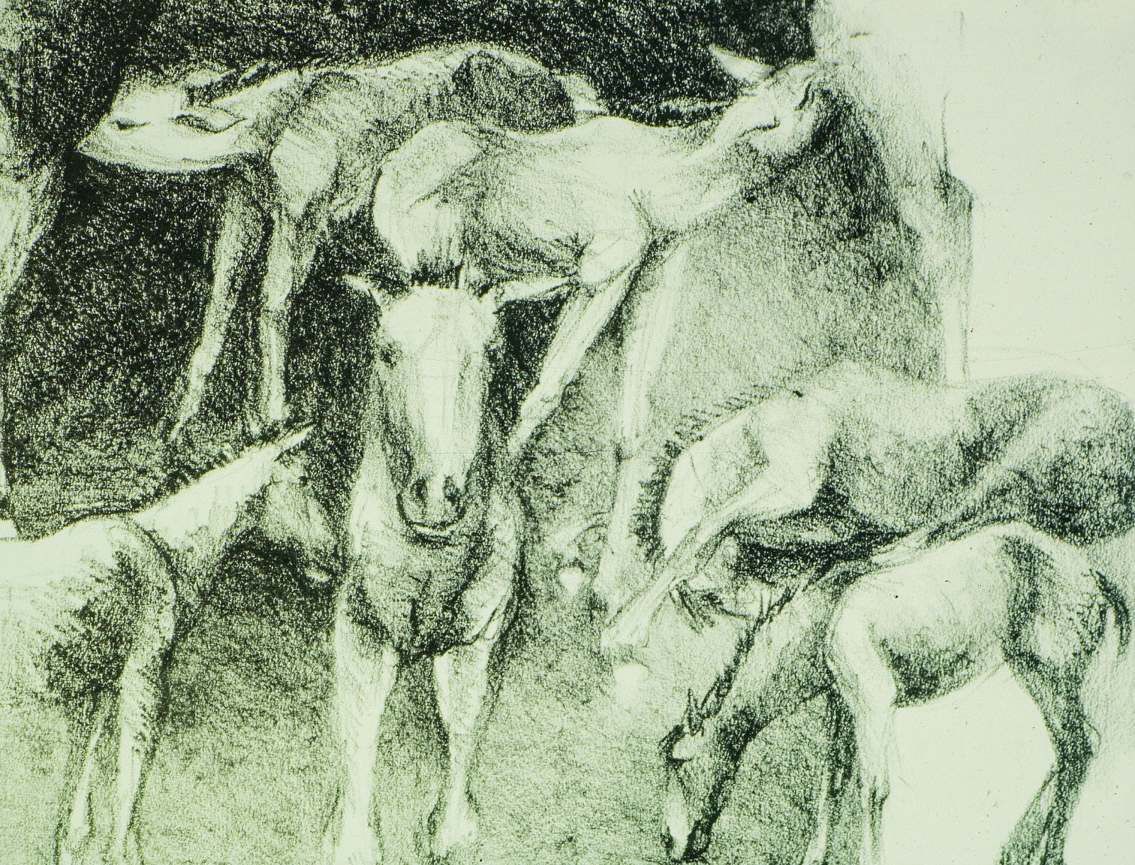  TOPIC  : Horse

 

 PAINTING  : Horses And GoatsStudy
 

 MEDIA  : Conte Crayon

 

 SIZE  :   17 X 21"

 

 PRICE  : $375