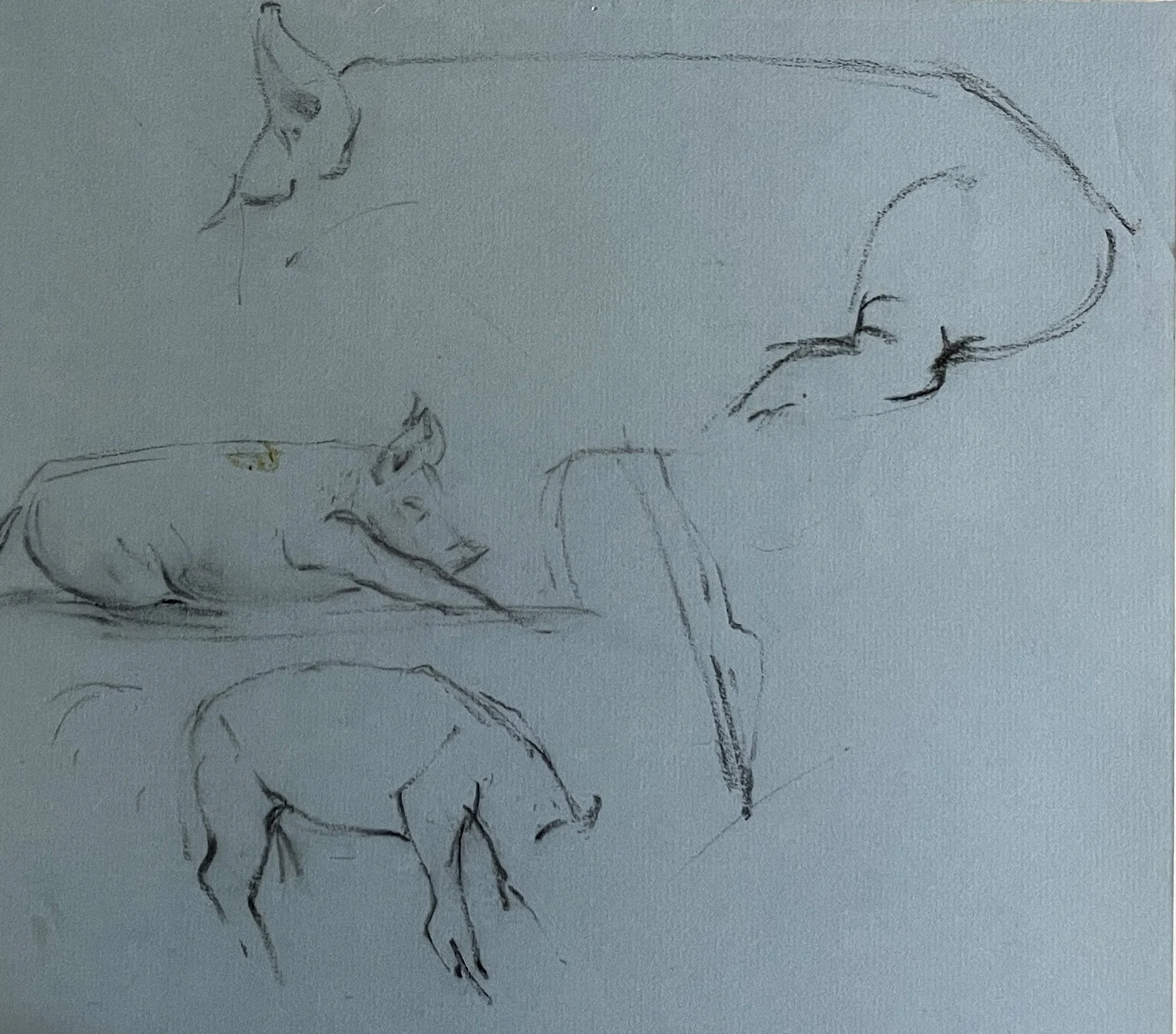  TOPIC  : Pigs

 

 PAINTING  : Pigs Study #6

 

 MEDIA  : Charcoal

 

 SIZE  :   12 X 13

 

 PRICE  : $ 200