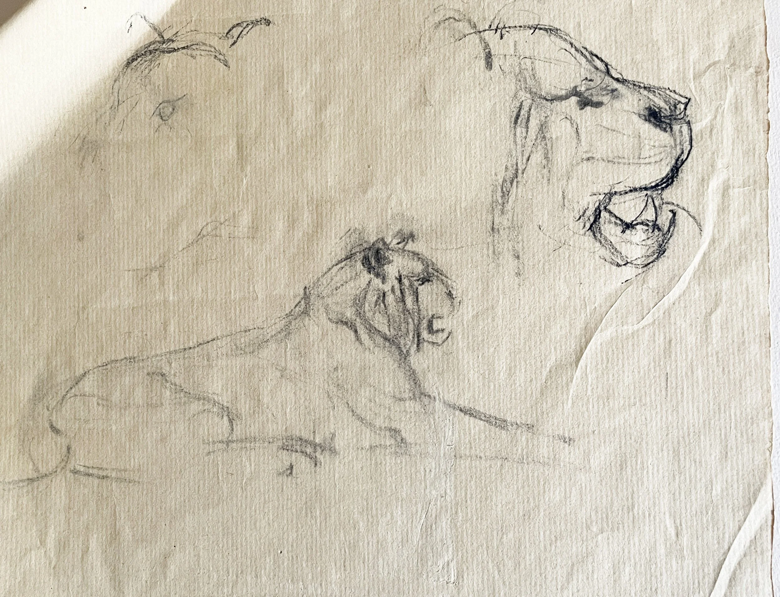  TOPIC  : Lion

 

 PAINTING  : Lion Study- #2

 

 MEDIA  : Charcoal