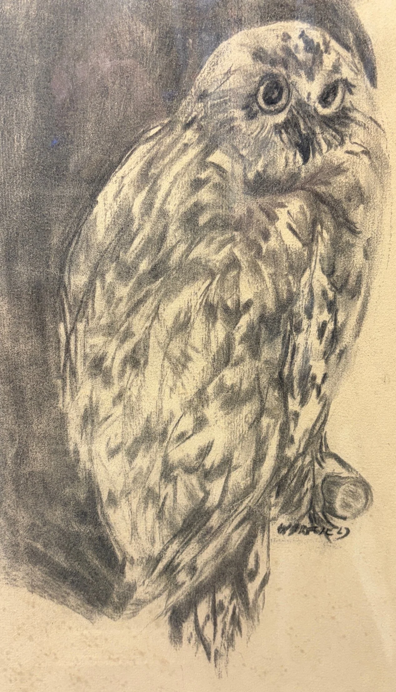  TOPIC  : Owl

 

 PAINTING  : Owl

 

 MEDIA  : Charcoal

 

 SIZE  : 15 X 9"

 

 PRICE  : $350